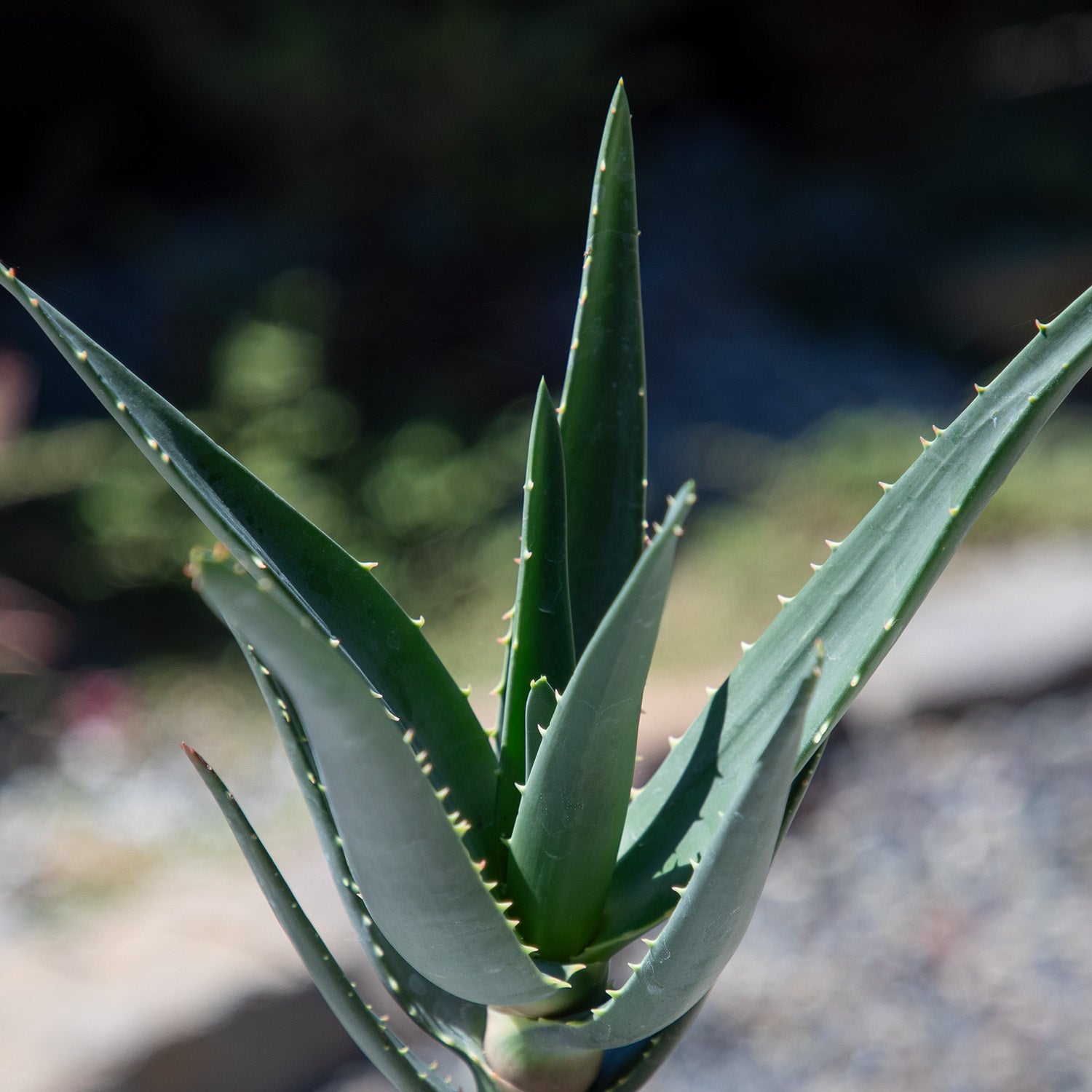 Rare Aloe Hercules: Tree Aloe Hybrid - Unique Plants & Rare Succulents - (3.5” Pot) – Grows Up To 40ft Tall - Hybrid Aloe Succulent - Uncommon Collector Plant