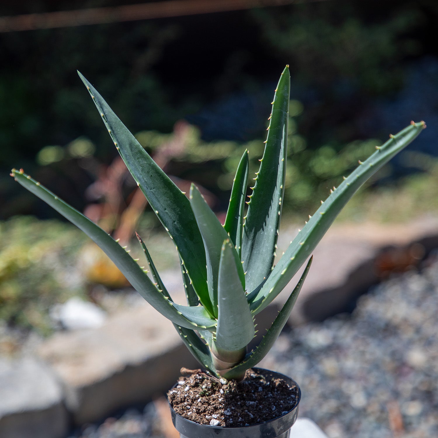 Rare Aloe Hercules: Tree Aloe Hybrid - Unique Plants & Rare Succulents - (3.5” Pot) – Grows Up To 40ft Tall - Hybrid Aloe Succulent - Uncommon Collector Plant