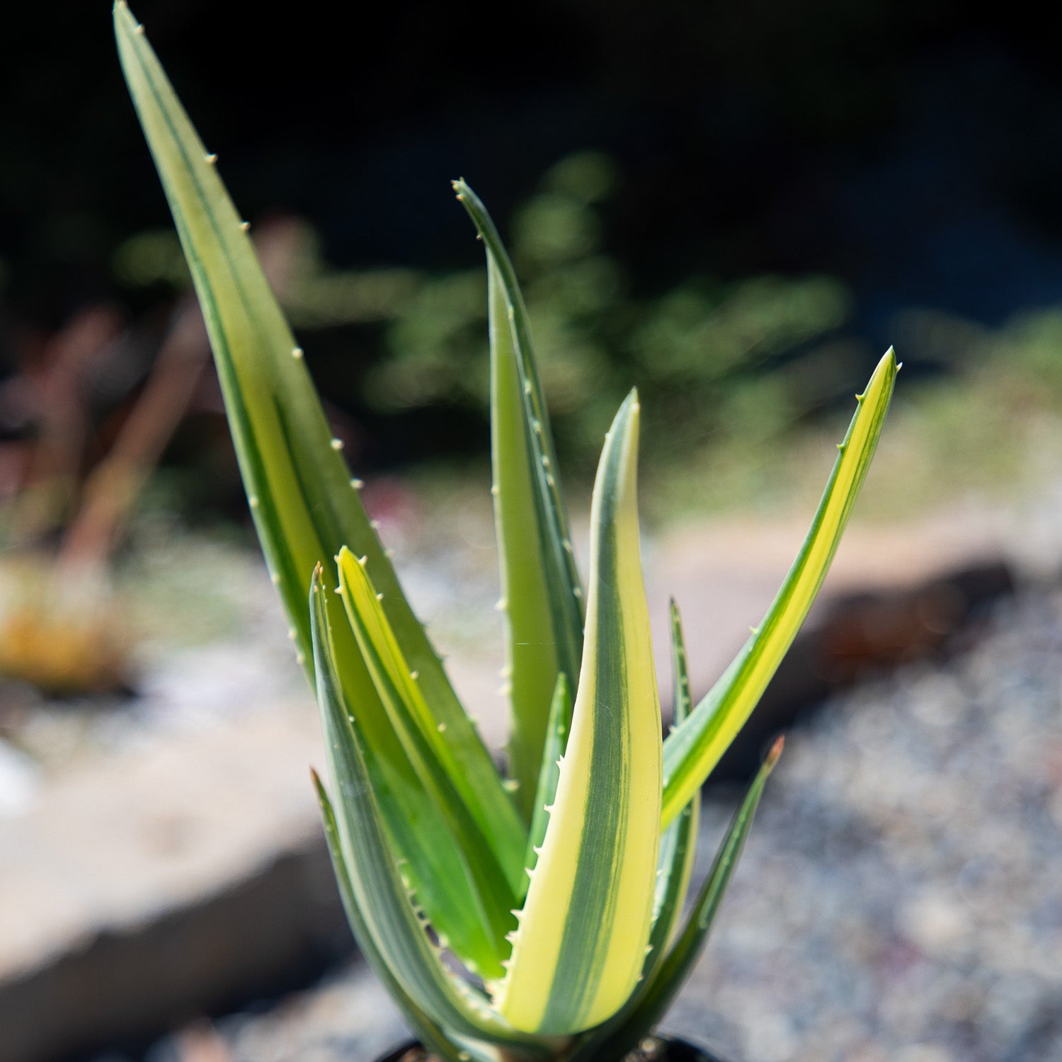 Rare Variegated Aloe Hercules: Tree Aloe Hybrid - Unique Plants & Rare Succulents - (3.5” Pot) – Grows Up To 40ft - Aloe Barberae & Dichotoma Hybrid Aloe - Uncommon Collector Plant