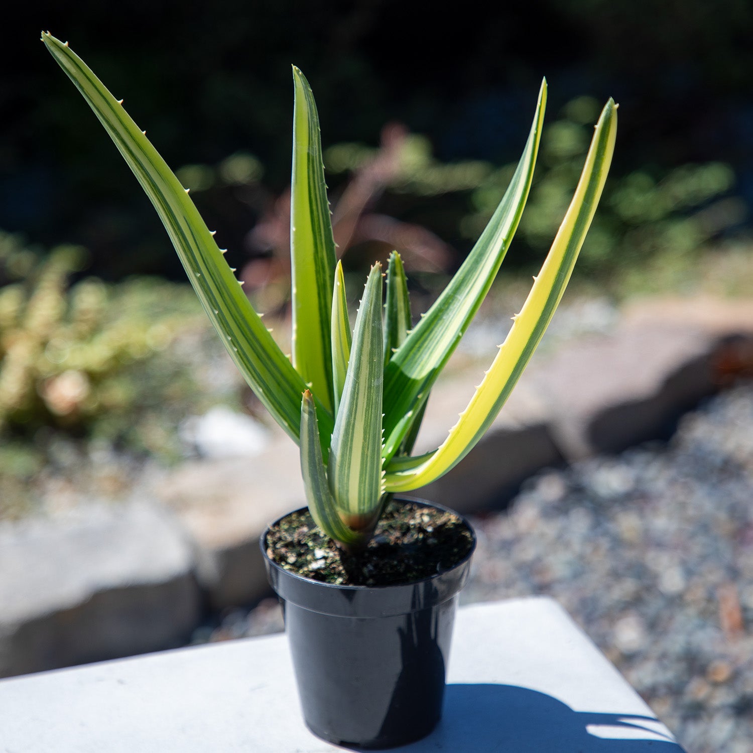 Rare Variegated Aloe Hercules: Tree Aloe Hybrid - Unique Plants & Rare Succulents - (3.5” Pot) – Grows Up To 40ft - Aloe Barberae & Dichotoma Hybrid Aloe - Uncommon Collector Plant