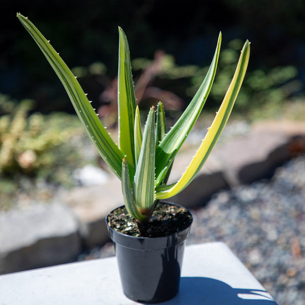 Rare Variegated Aloe Hercules: Tree Aloe Hybrid - Unique Plants & Rare  Succulents - (3.5” Pot) – Grows Up To 40ft