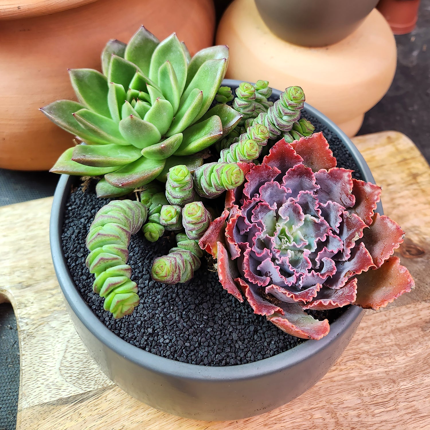 3PK 3.5" DESERT FIRE SUCCULENTS Live, easy to care for succulent