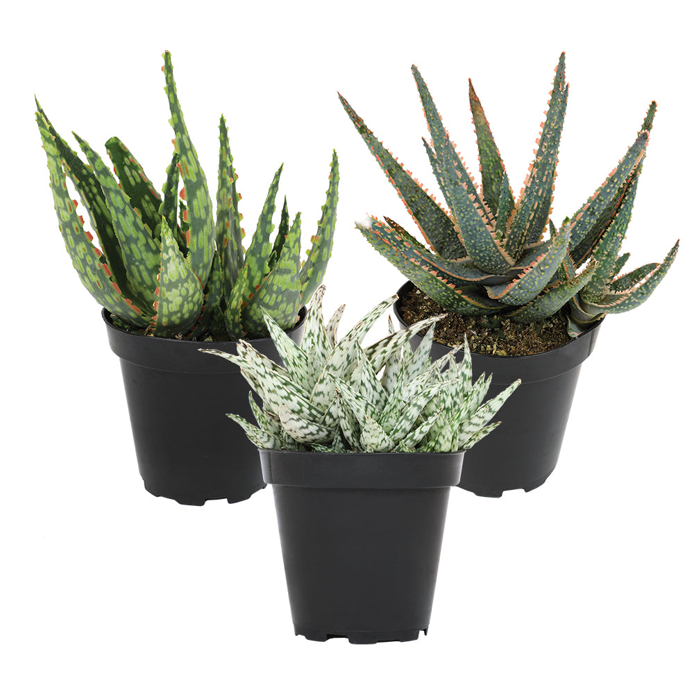 Star Aloe Succulent Plants: Colorful, Easy Plants – Includes 3 Star Aloes - (3.5" Pots) – Unique Succulents to Grow - Hybrid Aloe Succulents