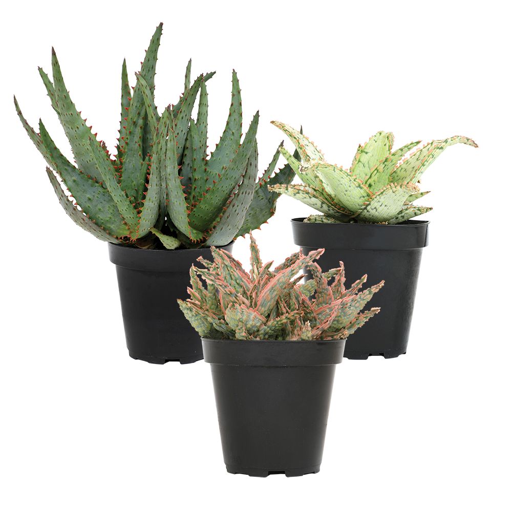 Star Aloe Succulent Plants: Colorful, Easy Plants – Includes 3 Star Aloes - (3.5" Pots) – Unique Succulents to Grow - Hybrid Aloe Succulents