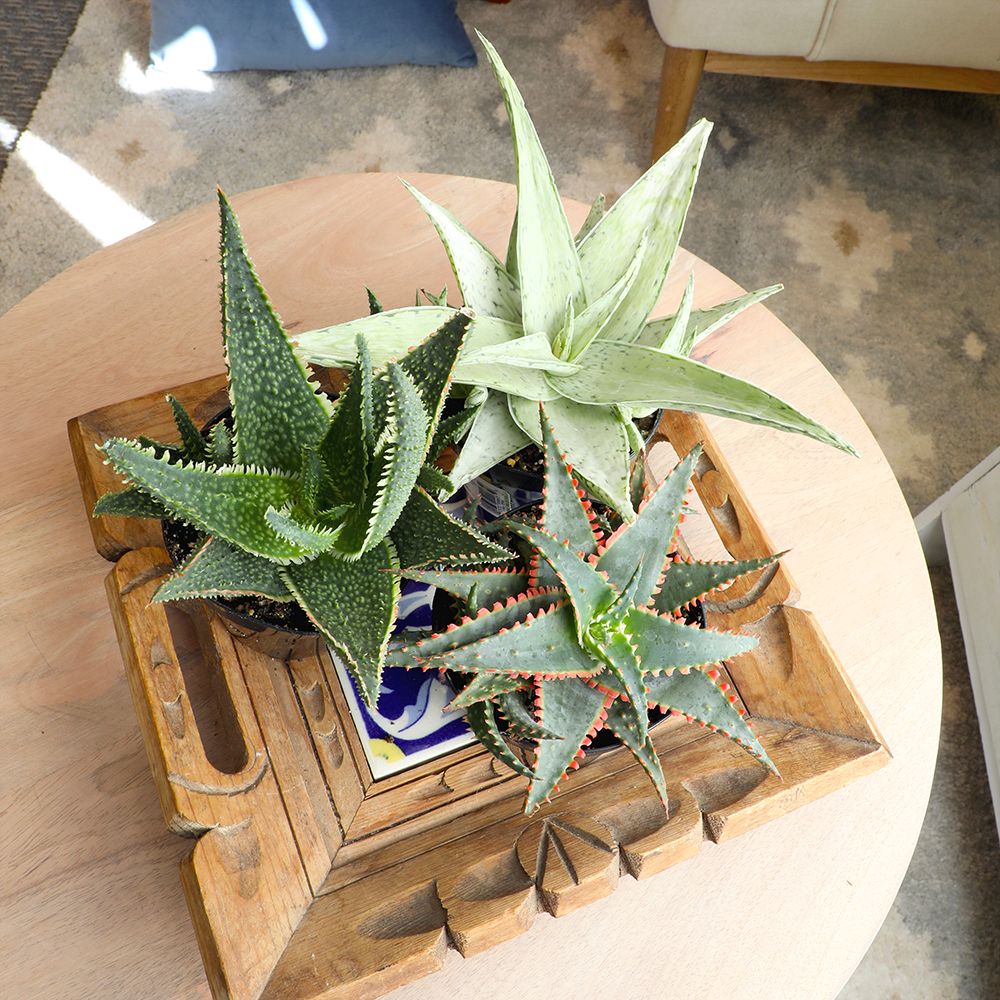 Star Aloe Succulent Plants: Colorful, Easy Plants – Includes 3 Star Aloes - (3.5" Pots) – Unique Succulents to Grow - Hybrid Aloe Succulents