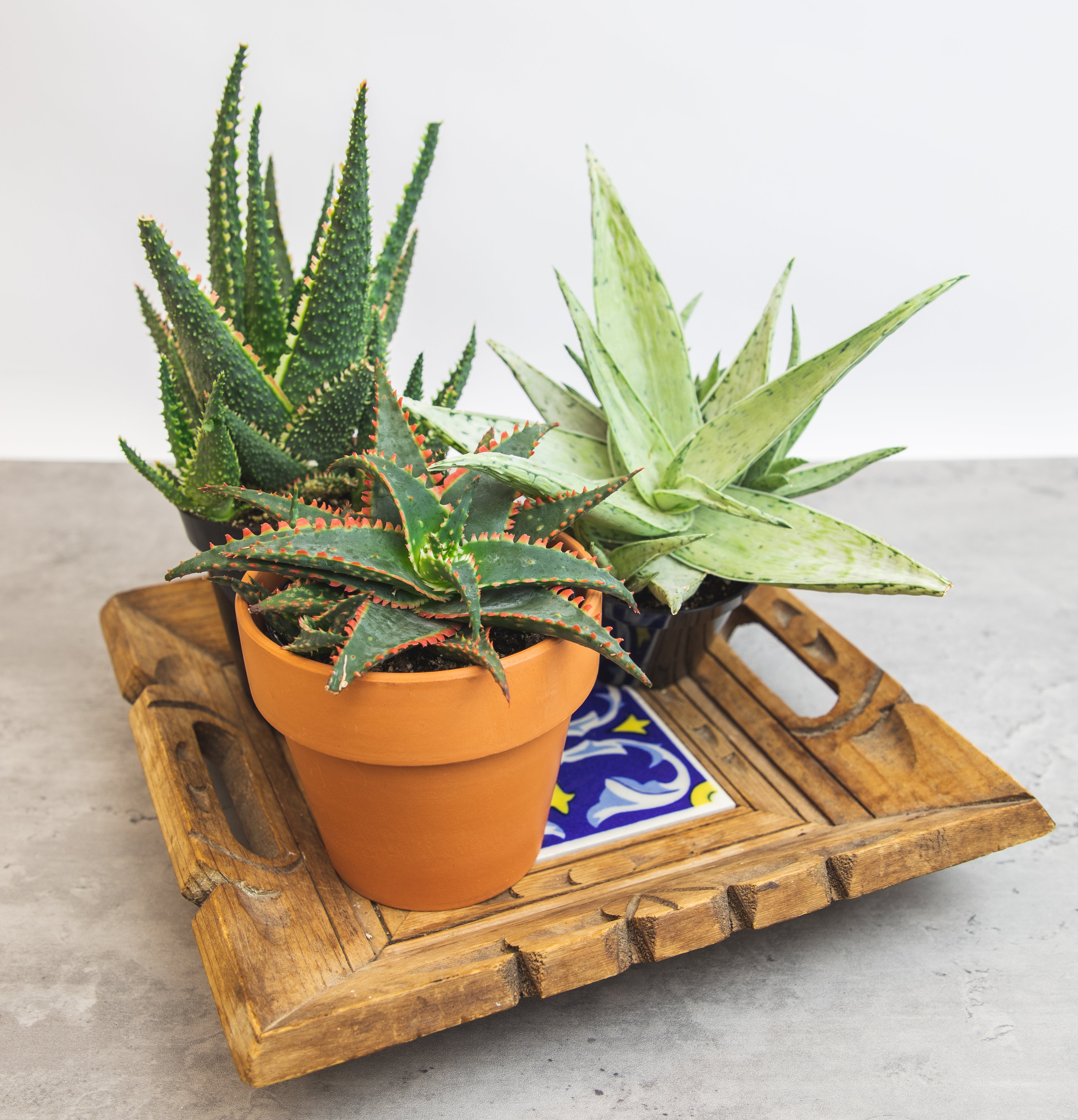 Star Aloe Succulent Plants: Colorful, Easy Plants – Includes 3 Star Aloes - (3.5" Pots) – Unique Succulents to Grow - Hybrid Aloe Succulents
