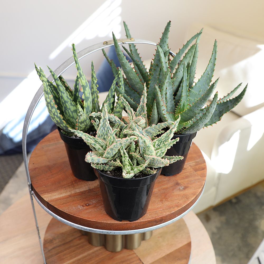 Star Aloe Succulent Plants: Colorful, Easy Plants – Includes 3 Star Aloes - (3.5" Pots) – Unique Succulents to Grow - Hybrid Aloe Succulents