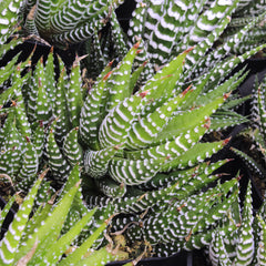 Haworthia Zebra Plant: Funky & Unique Succulent - Pet-friendly Plant for Cats & Dogs - (3.5") – Haworthia Fasciata - Easy Plant Care - Non-toxic Succulents