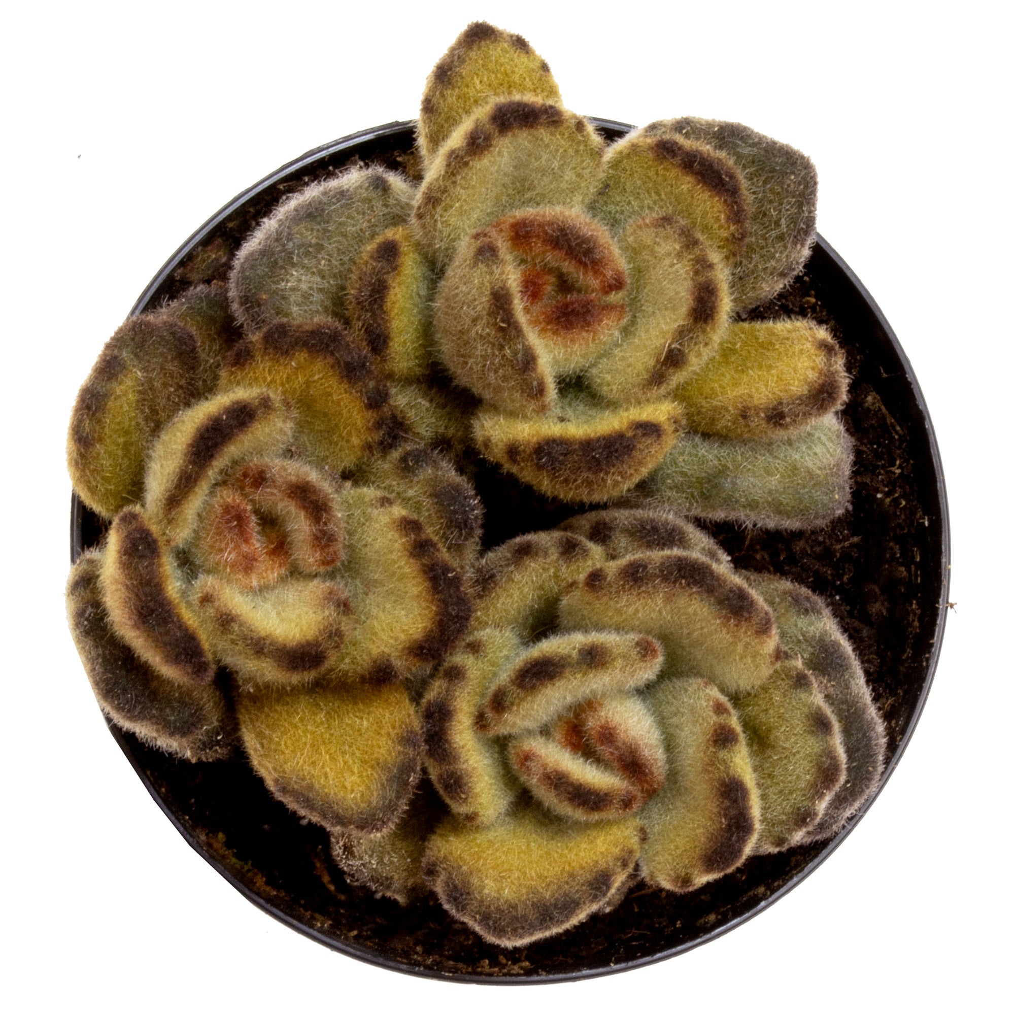 Teddy Bear Succulent: Fuzzy Succulent with Golden Tipped Leaves - Kalanchoe Tomentosa - (3.5") - Easy Plant Care - Unique Succulents - Great for Beginners