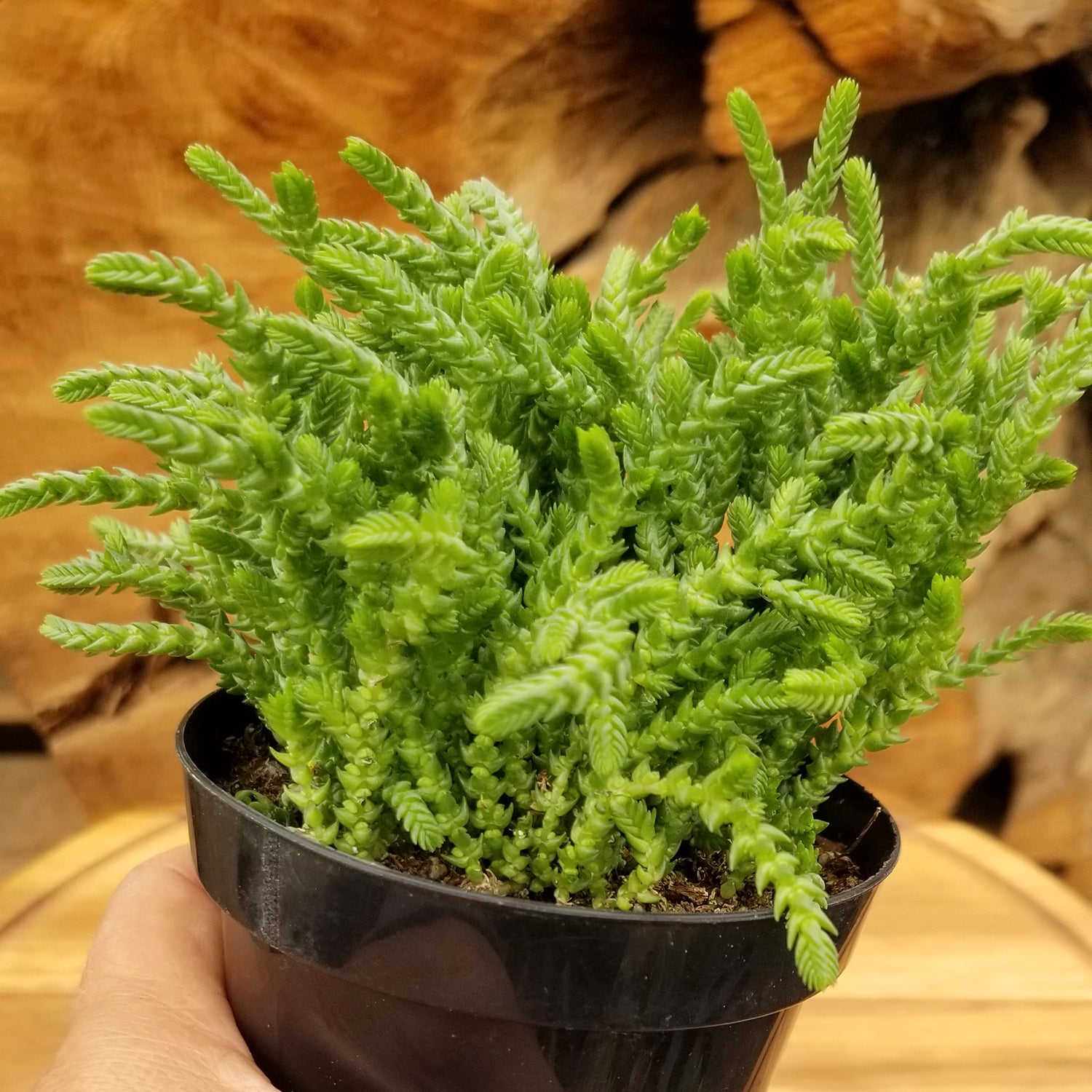 “Watch Chain” Crassula Succulent: Unique Succulent Plants for Home or Garden - (3.5") - Drought Tolerant Plants - Easy Plant Care - Lycopodioides