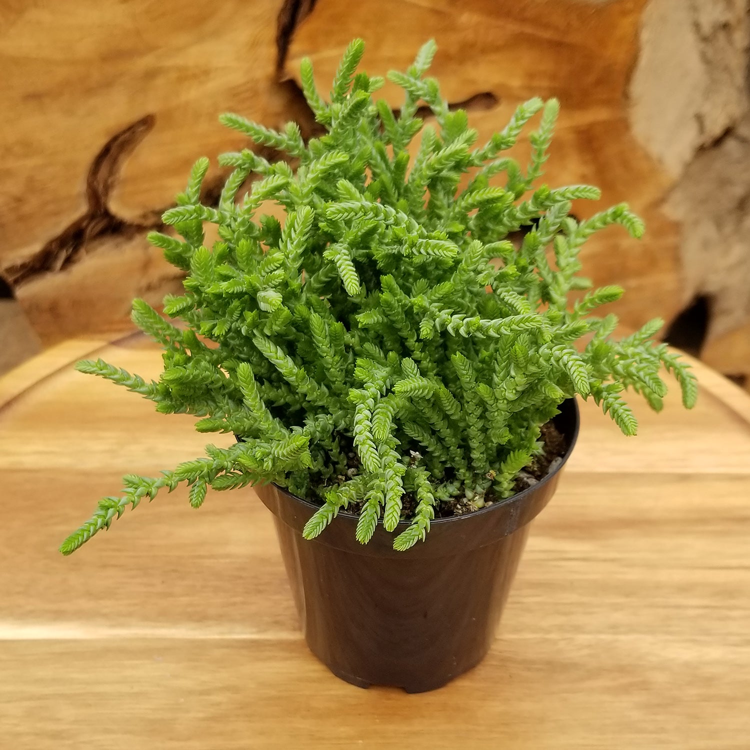 “Watch Chain” Crassula Succulent: Unique Succulent Plants for Home or Garden - (3.5") - Drought Tolerant Plants - Easy Plant Care - Lycopodioides