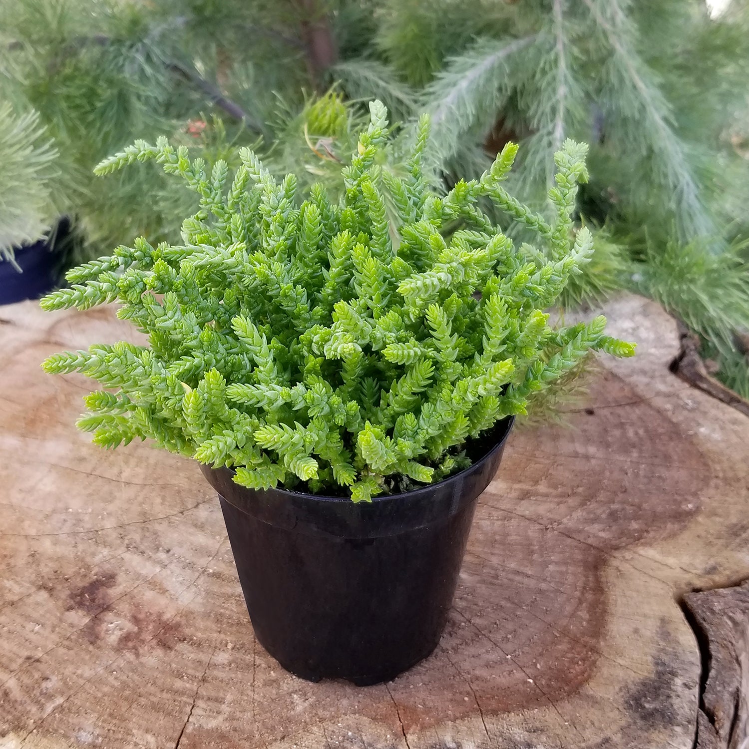“Watch Chain” Crassula Succulent: Unique Succulent Plants for Home or Garden - (3.5") - Drought Tolerant Plants - Easy Plant Care - Lycopodioides
