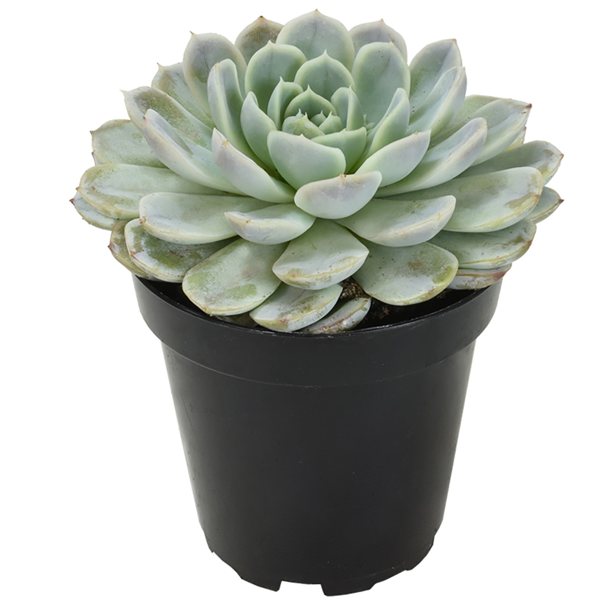 Echeveria ‘Arctic Ice’ USPP29,584: Blue Hen n' Chicks Succulent - Pet-friendly Plant for Cats & Dogs - (3.5") - Drought Tolerant Plants - Easy Plant Care - Hybrid Non-toxic Succulents – Flowering Plant