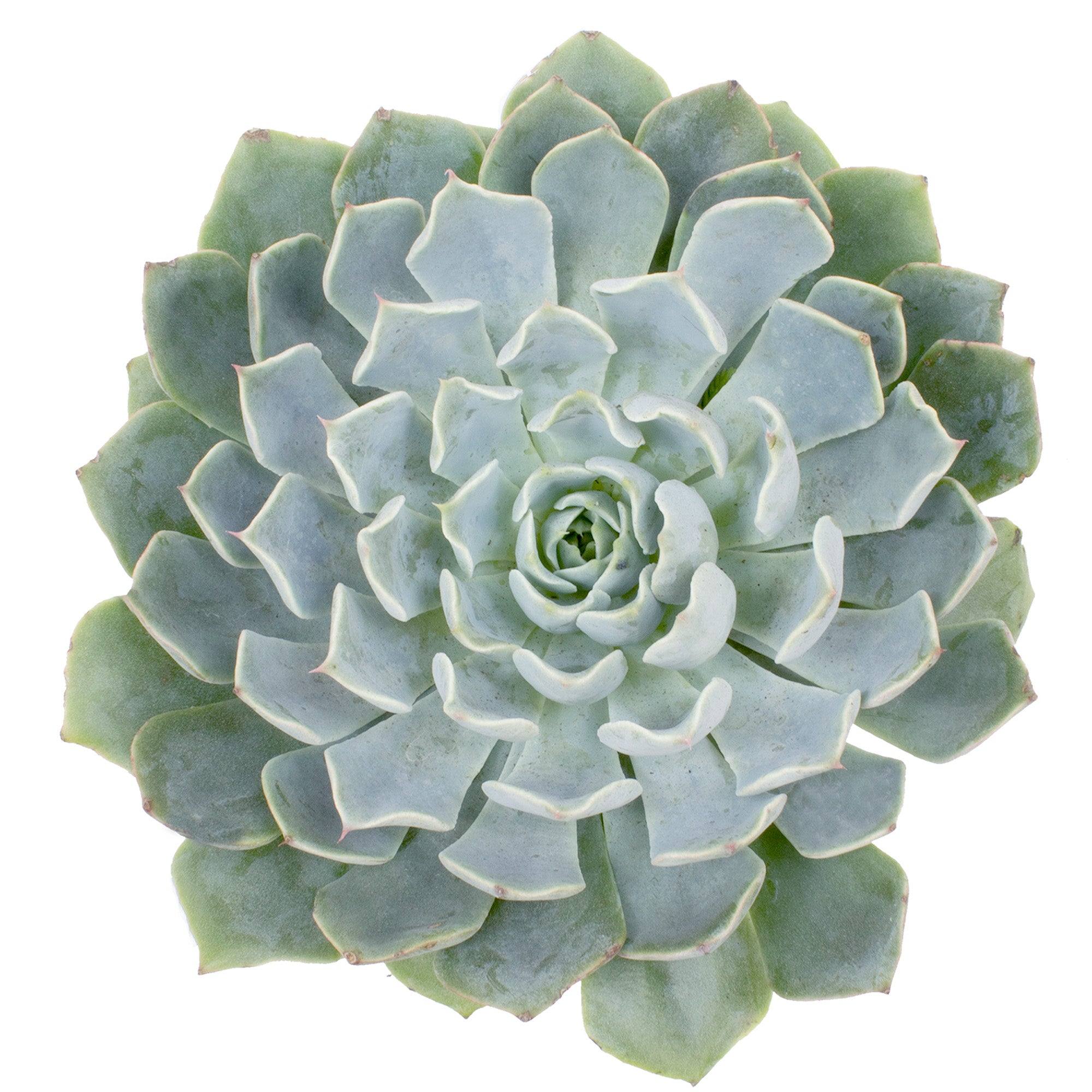 Echeveria 'Allegra': Hybrid Blue Succulent - Pet-friendly Plant for Cats & Dogs - (3.5") - Drought Tolerant Plants - Easy Plant Care - Non-toxic Succulents – Flowering Plant