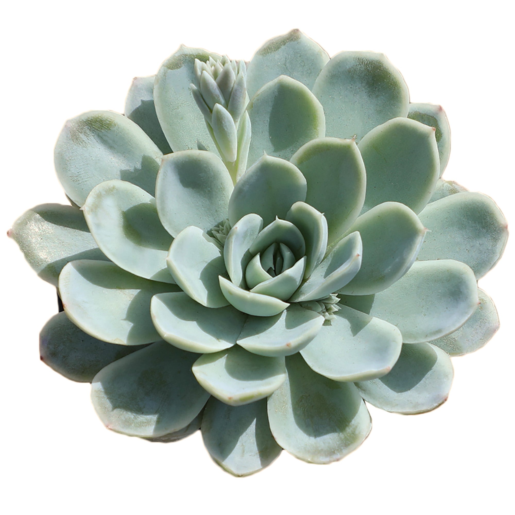 Echeveria ‘Arctic Ice’ USPP29,584: Blue Hen n' Chicks Succulent - Pet-friendly Plant for Cats & Dogs - (3.5") - Drought Tolerant Plants - Easy Plant Care - Hybrid Non-toxic Succulents – Flowering Plant