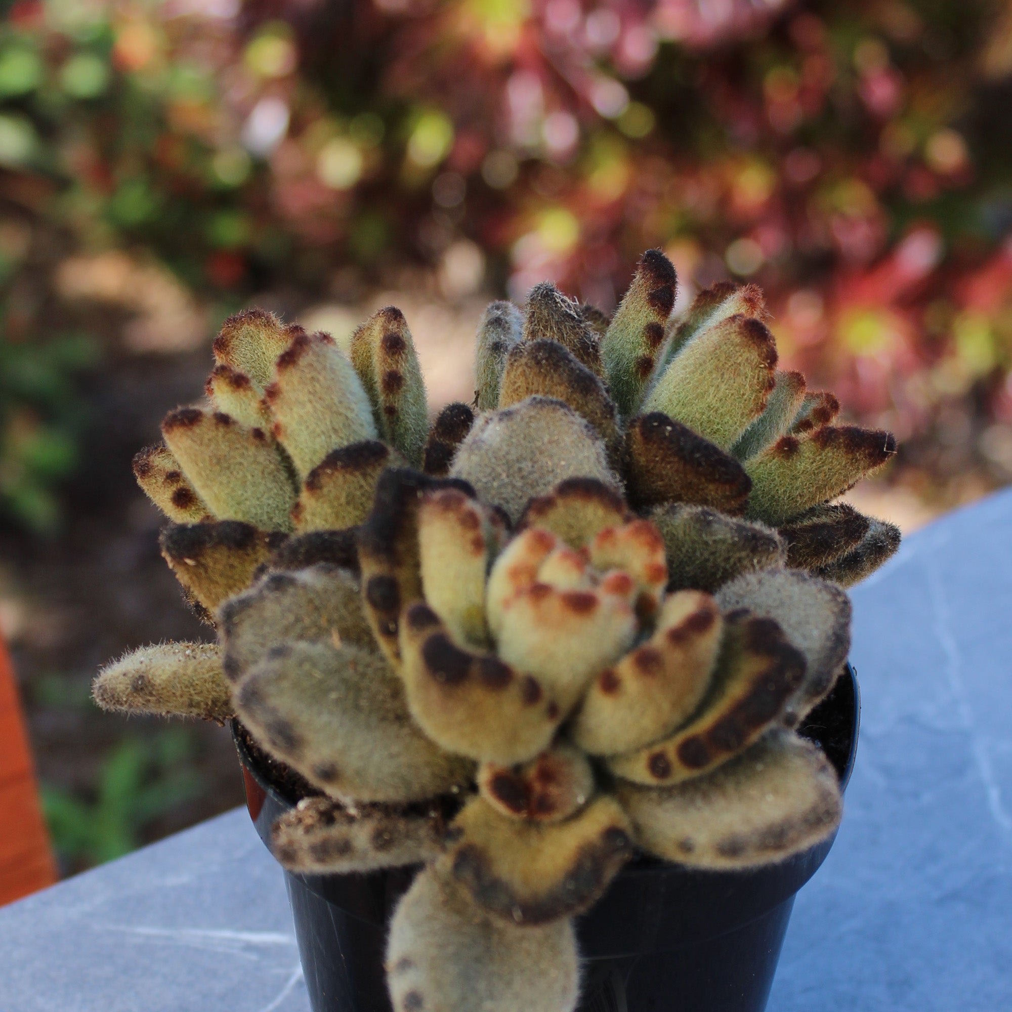 Teddy Bear Succulent: Fuzzy Succulent with Golden Tipped Leaves - Kalanchoe Tomentosa - (3.5") - Easy Plant Care - Unique Succulents - Great for Beginners