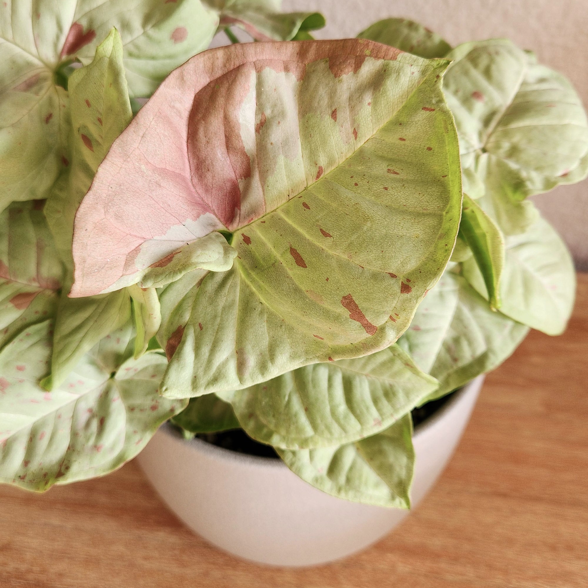 Syngonium Milk Confetti: Variegated Syngonium Arrowhead Plant - (6” Pot) – Easy Plant Care - Live Indoor Plant for Plant Lovers - Low Maintenance House Plant for Home & Office - Unique Plant Lover Gift
