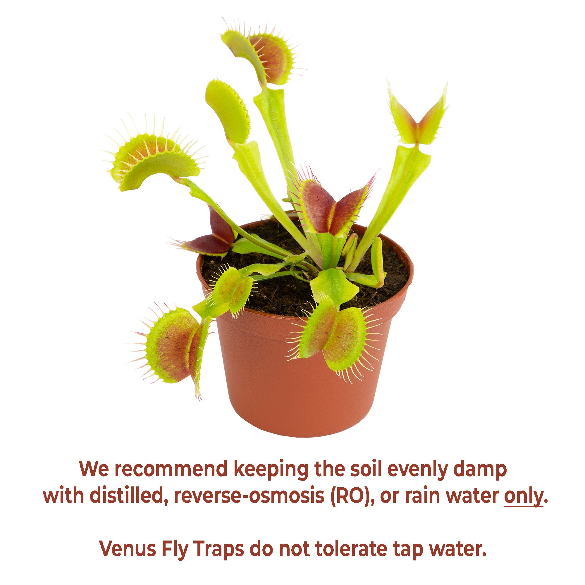 Venus Fly Trap: Pet Friendly Plant - Eats Flies, Spiders & Bugs - (3β Pot) - Unique Plants β Bog Garden Plants β Non-toxic Venus Flytrap - Carnivorous Plant for Kids
