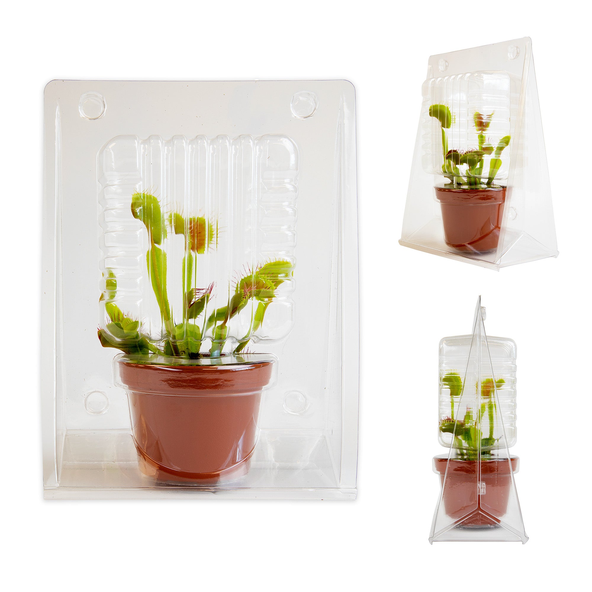 Venus Fly Trap: Pet Friendly Plant - Eats Flies, Spiders & Bugs - (3β Pot) - Unique Plants β Bog Garden Plants β Non-toxic Venus Flytrap - Carnivorous Plant for Kids