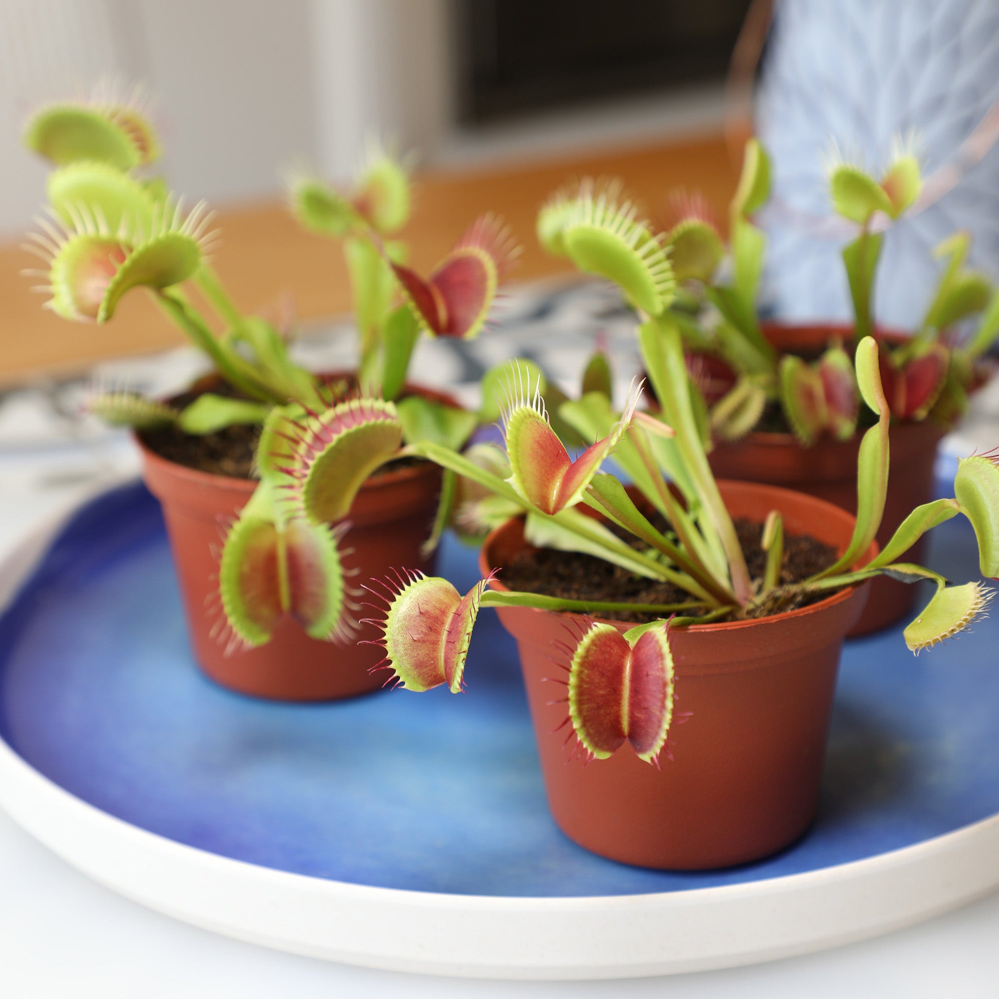 Venus Fly Trap: Pet Friendly Plant - Eats Flies, Spiders & Bugs - (3β Pot) - Unique Plants β Bog Garden Plants β Non-toxic Venus Flytrap - Carnivorous Plant for Kids
