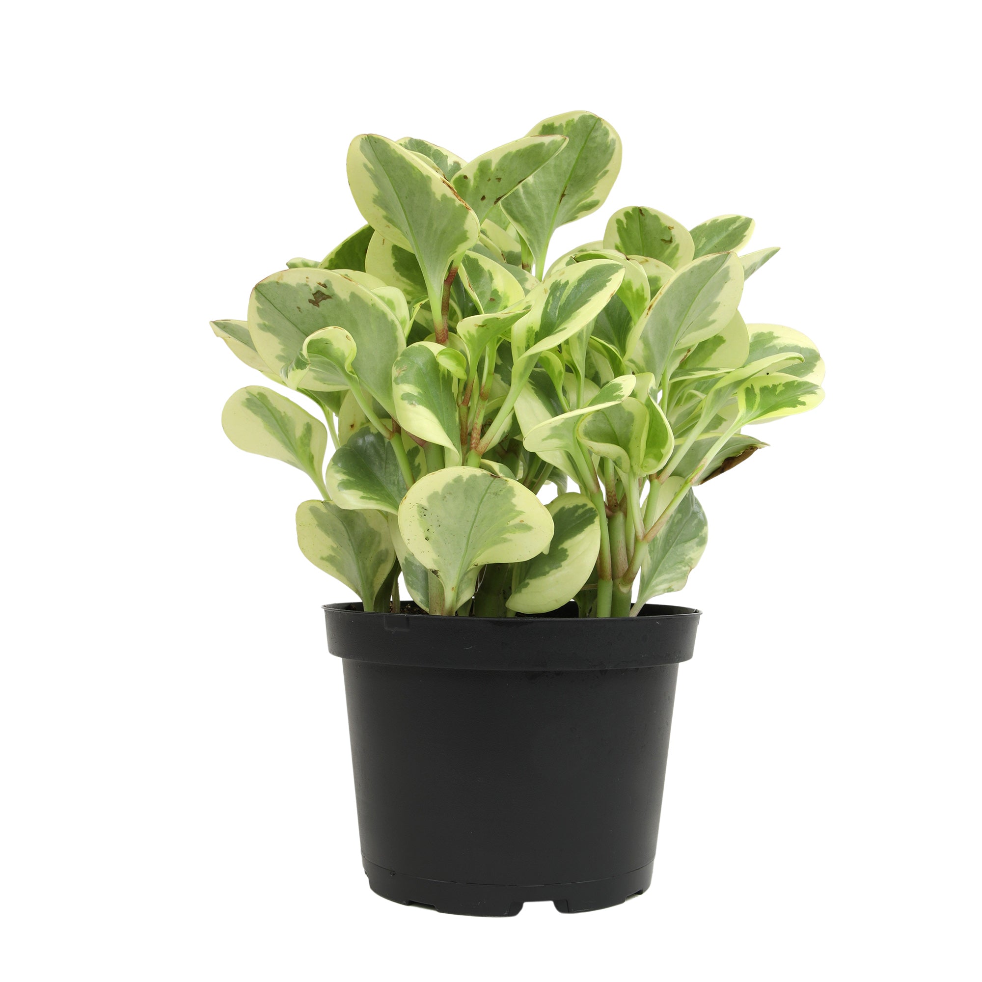 6" Peperomia 'Obtipan Citrus Twist'
