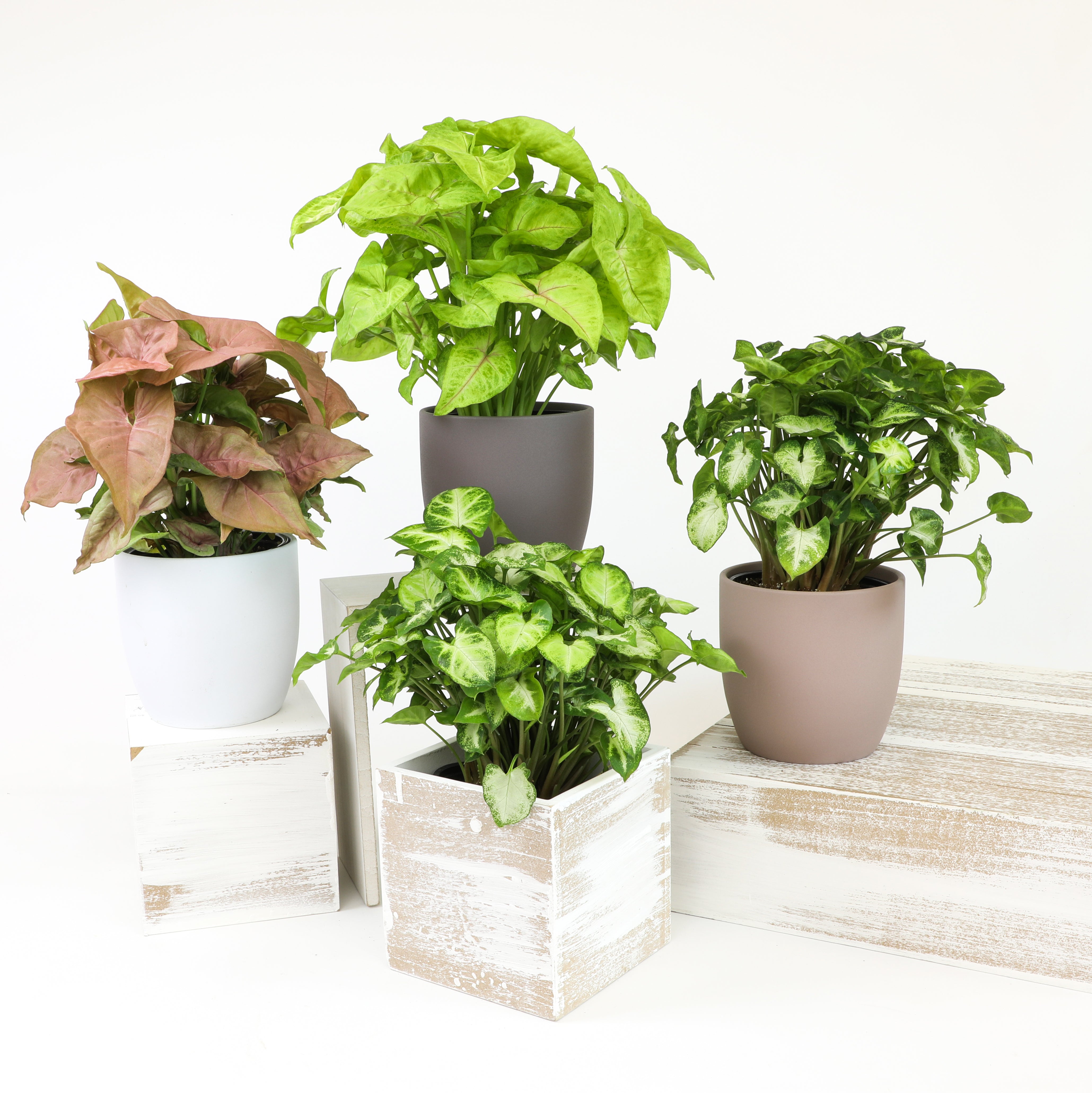 Syngonium 4-pack: Arrowhead Plants Variety Pack - (4.25” Pots) - Variegated Plants – Air Purifying Houseplants - Vining Plants for Home or Office - Neon Robusta - Nephthytis - Easy Care