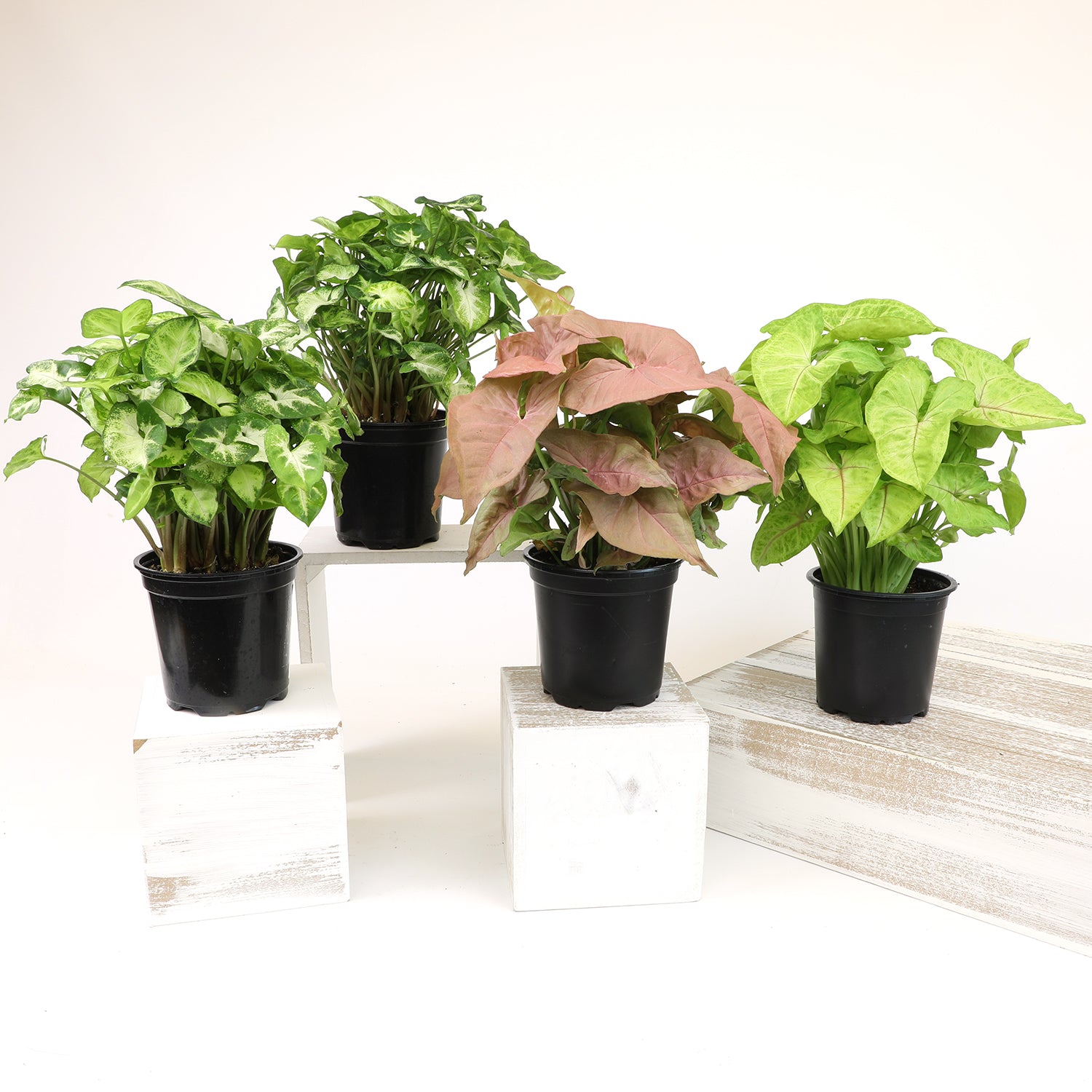 Syngonium 4-pack: Arrowhead Plants Variety Pack - (4.25” Pots) - Variegated Plants – Air Purifying Houseplants - Vining Plants for Home or Office - Neon Robusta - Nephthytis - Easy Care