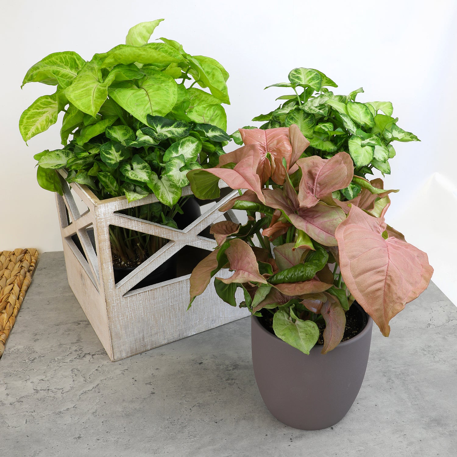 Syngonium 4-pack: Arrowhead Plants Variety Pack - (4.25” Pots) - Variegated Plants – Air Purifying Houseplants - Vining Plants for Home or Office - Neon Robusta - Nephthytis - Easy Care