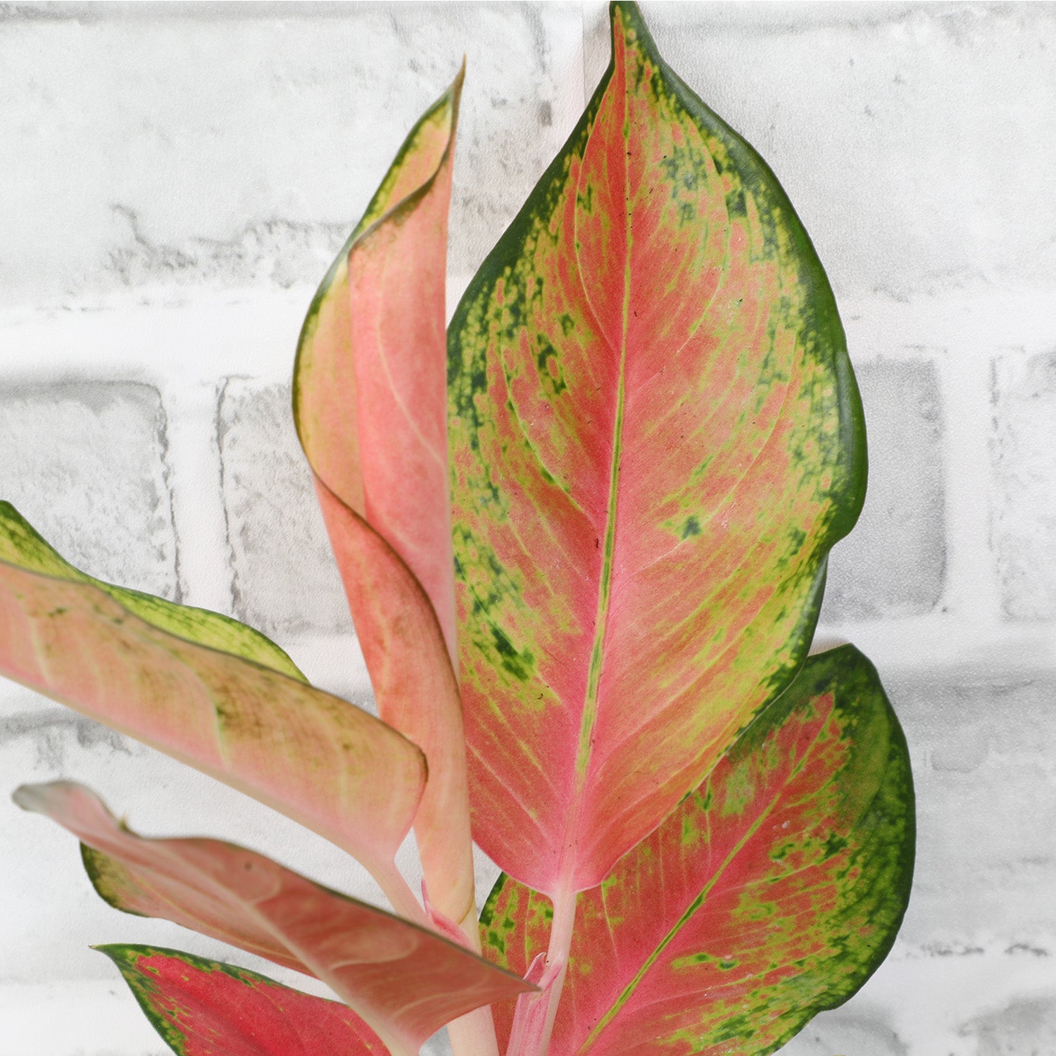 Aglaonema 'China Red': Unique Chinese Evergreen - Pink Variegated Leaves - (4.25" Pot) – Easy Plant Care - Low Light Tolerant Plants – Aglaonema Commutatum – Low Maintenance House Plants