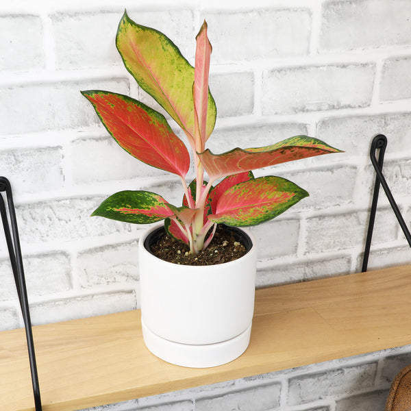 aglaonema red Aglaonema 'China Red': Unique Chinese Evergreen - Pink Variegated Leav –  Altman Plants