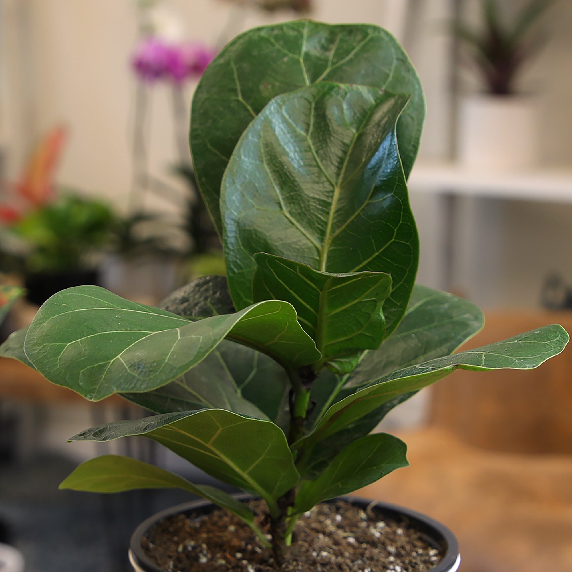 Fiddle Leaf Fig: Popular Plant with Large Rounded Leaves - Ficus Tree Plants - (4.25" Pot) – Ficus Lyrata – House Plants - Indoor Tree for Home or Office