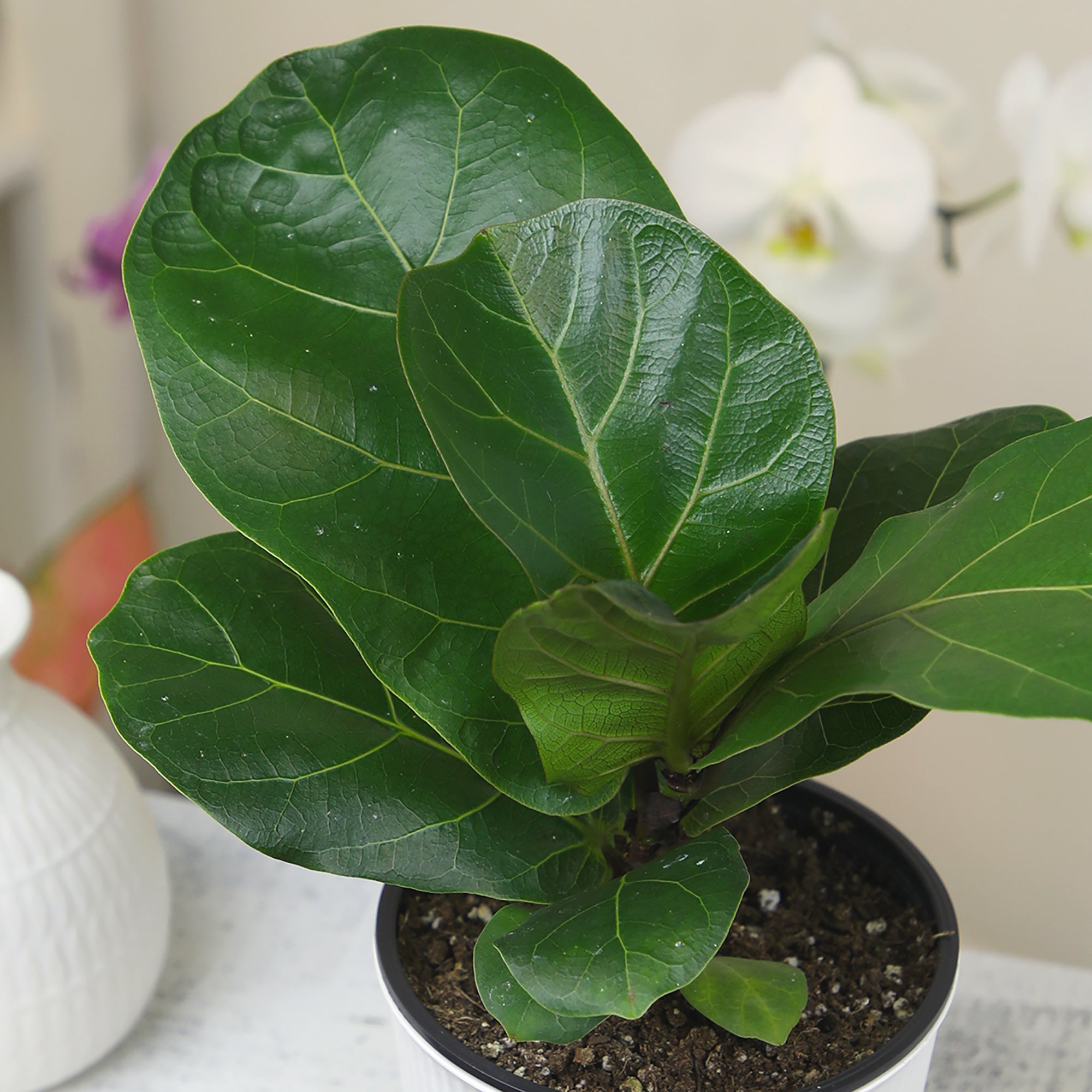 Fiddle Leaf Fig: Popular Plant with Large Rounded Leaves - Ficus Tree Plants - (4.25" Pot) – Ficus Lyrata – House Plants - Indoor Tree for Home or Office