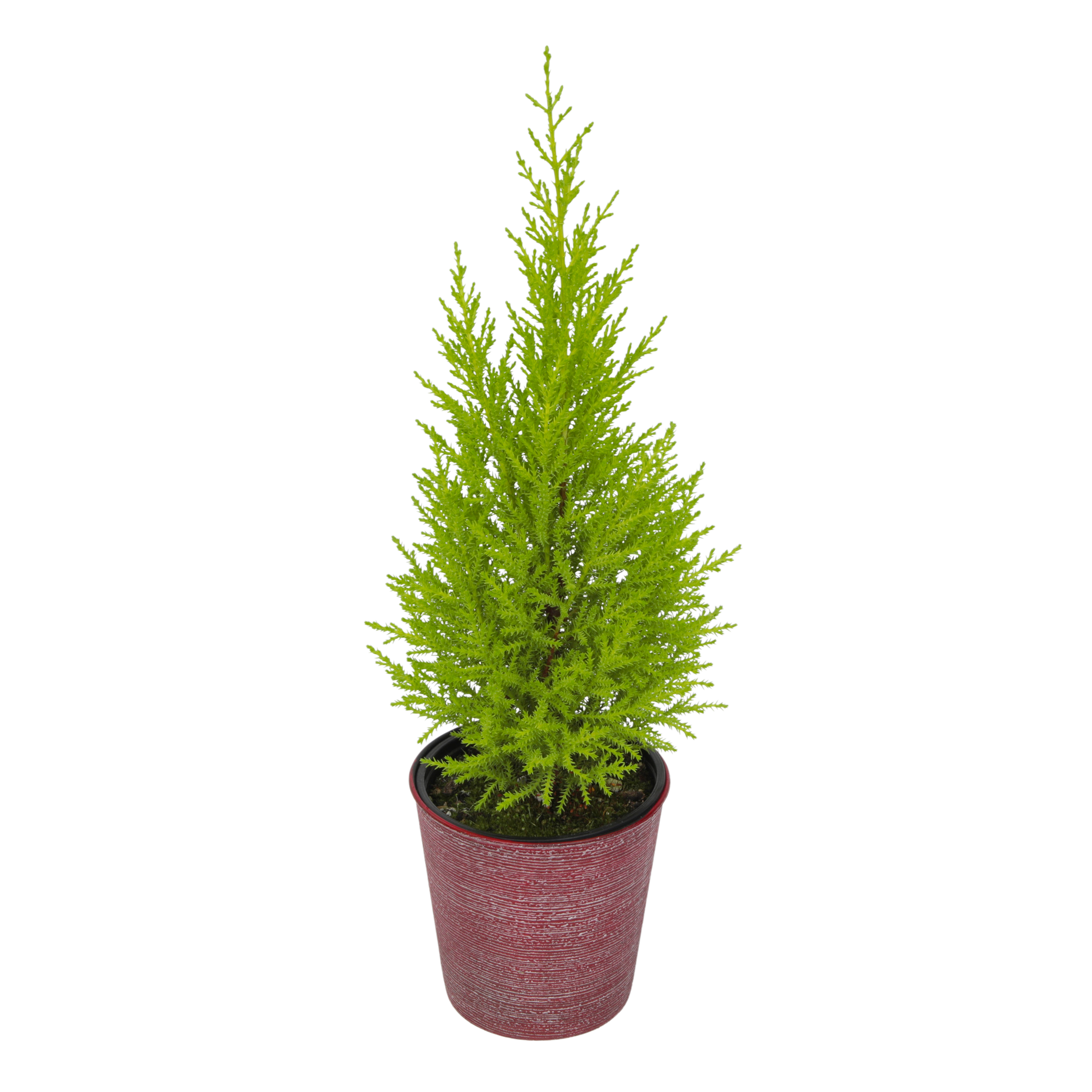 4.25In Mini-Lemon Cypress Tree