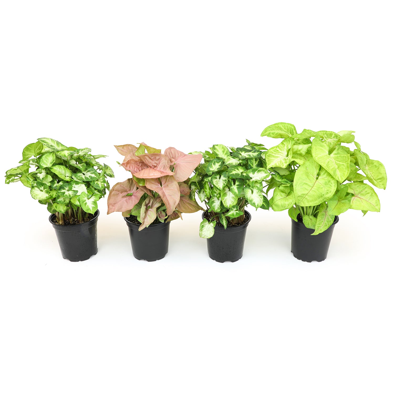 Syngonium 4-pack: Arrowhead Plants Variety Pack - (4.25” Pots) - Variegated Plants – Air Purifying Houseplants - Vining Plants for Home or Office - Neon Robusta - Nephthytis - Easy Care