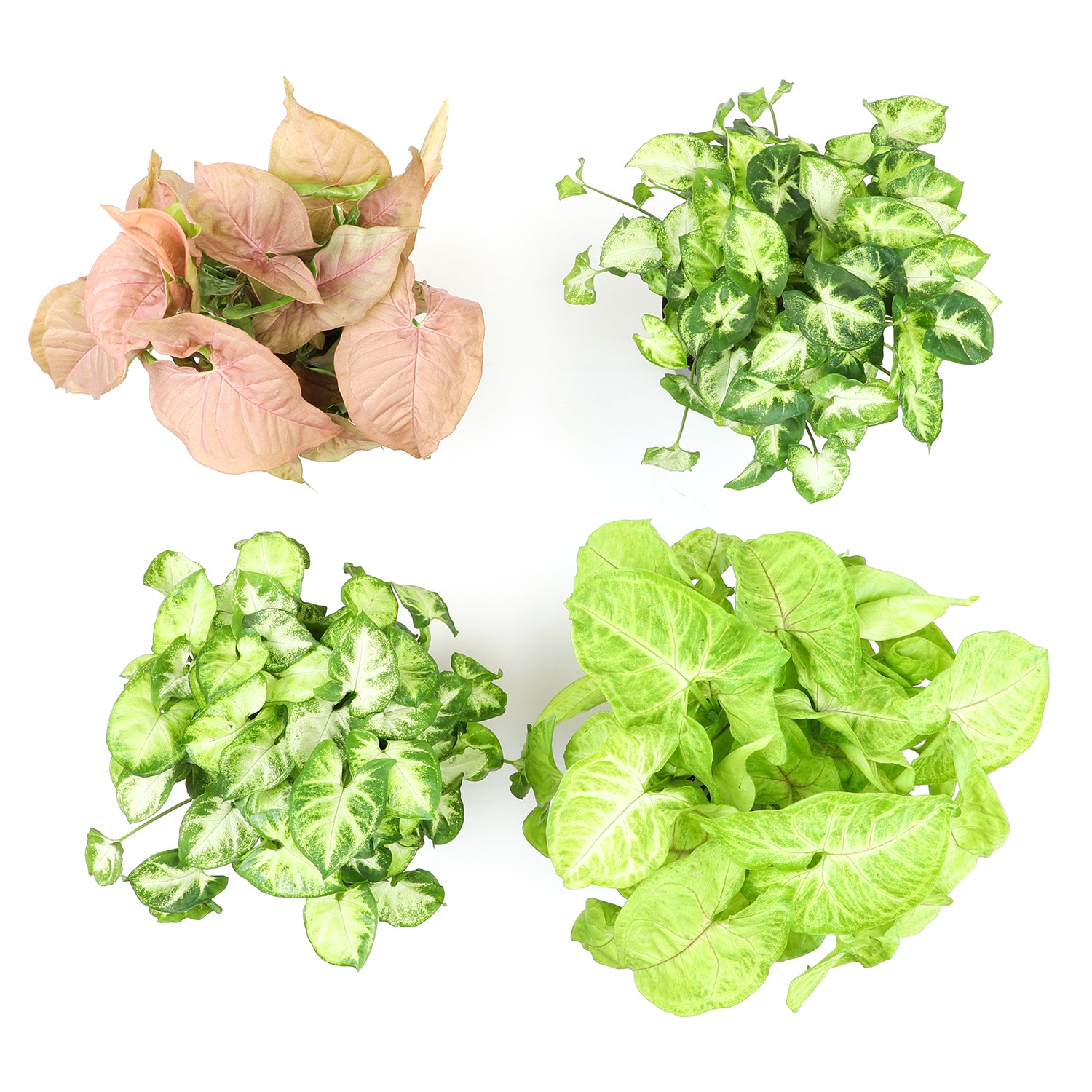 Syngonium 4-pack: Arrowhead Plants Variety Pack - (4.25” Pots) - Variegated Plants – Air Purifying Houseplants - Vining Plants for Home or Office - Neon Robusta - Nephthytis - Easy Care