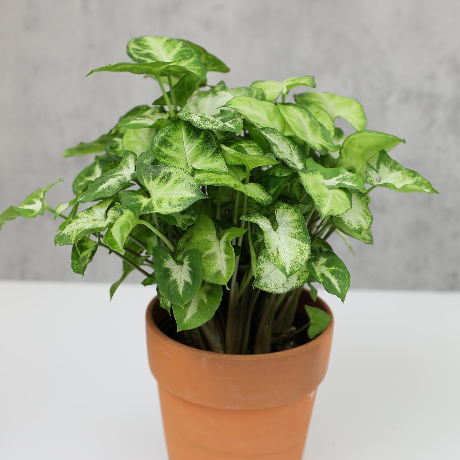 Syngonium 4-pack: Arrowhead Plants Variety Pack - (4.25” Pots) - Variegated Plants – Air Purifying Houseplants - Vining Plants for Home or Office - Neon Robusta - Nephthytis - Easy Care