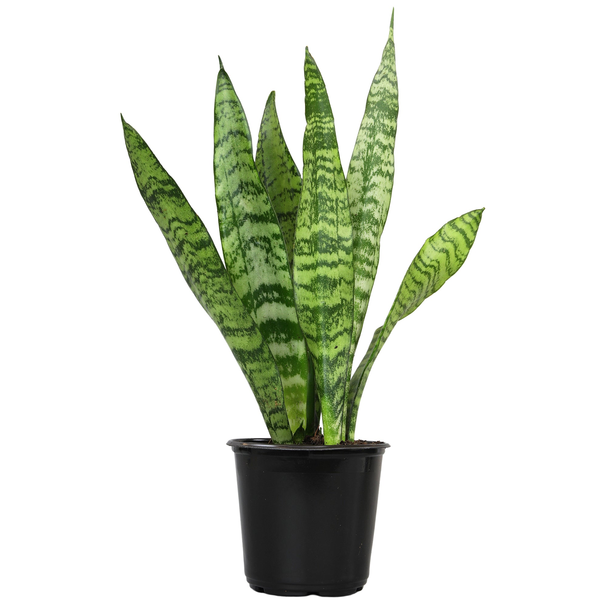 Zeylanica Snake Plant: Easy Variegated Live Houseplant - (4.25” Pot) – Popular Snake Plants – Low Maintenance House Plant for Home & Office - Great for Home or Office