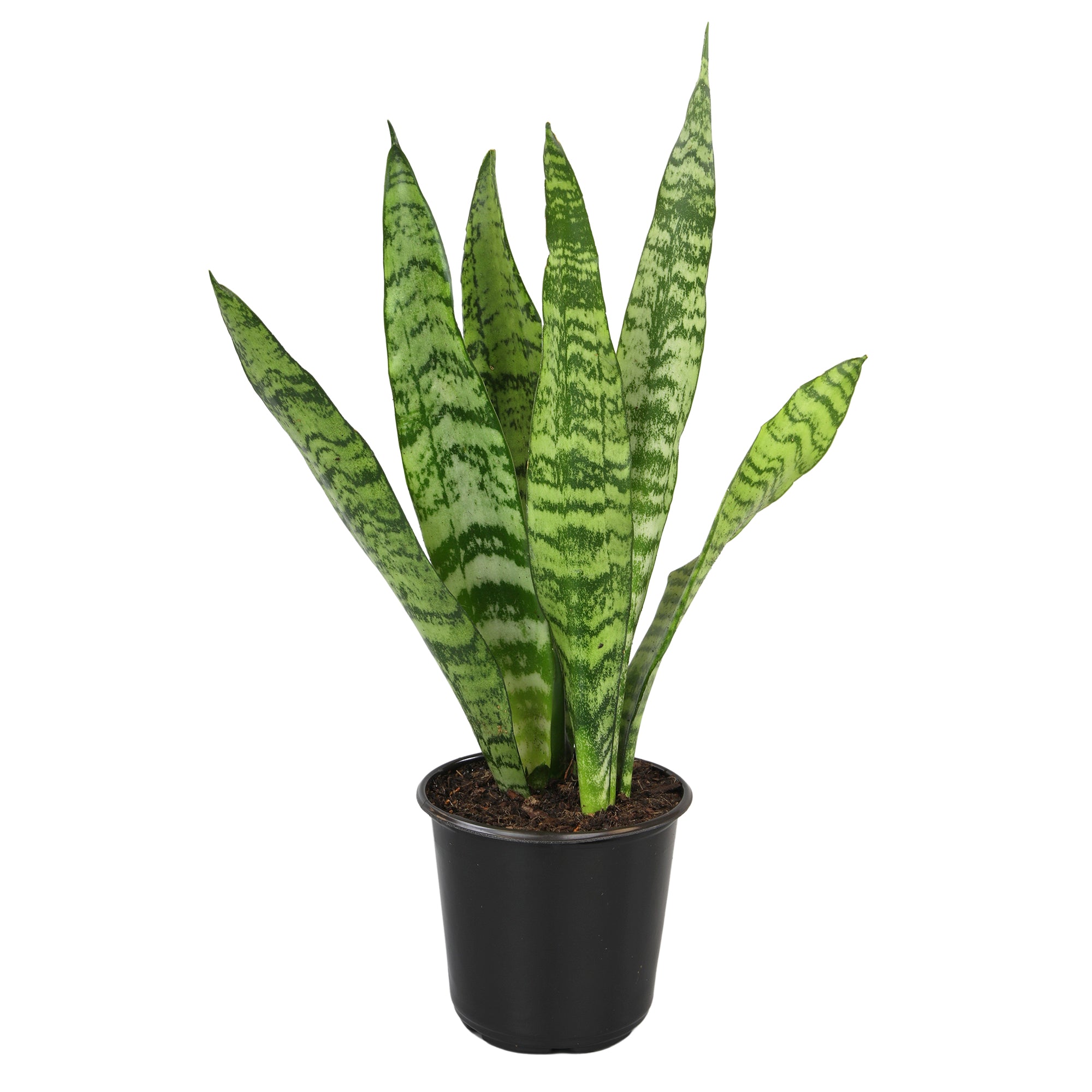 Zeylanica Snake Plant: Easy Variegated Live Houseplant - (4.25” Pot) – Popular Snake Plants – Low Maintenance House Plant for Home & Office - Great for Home or Office