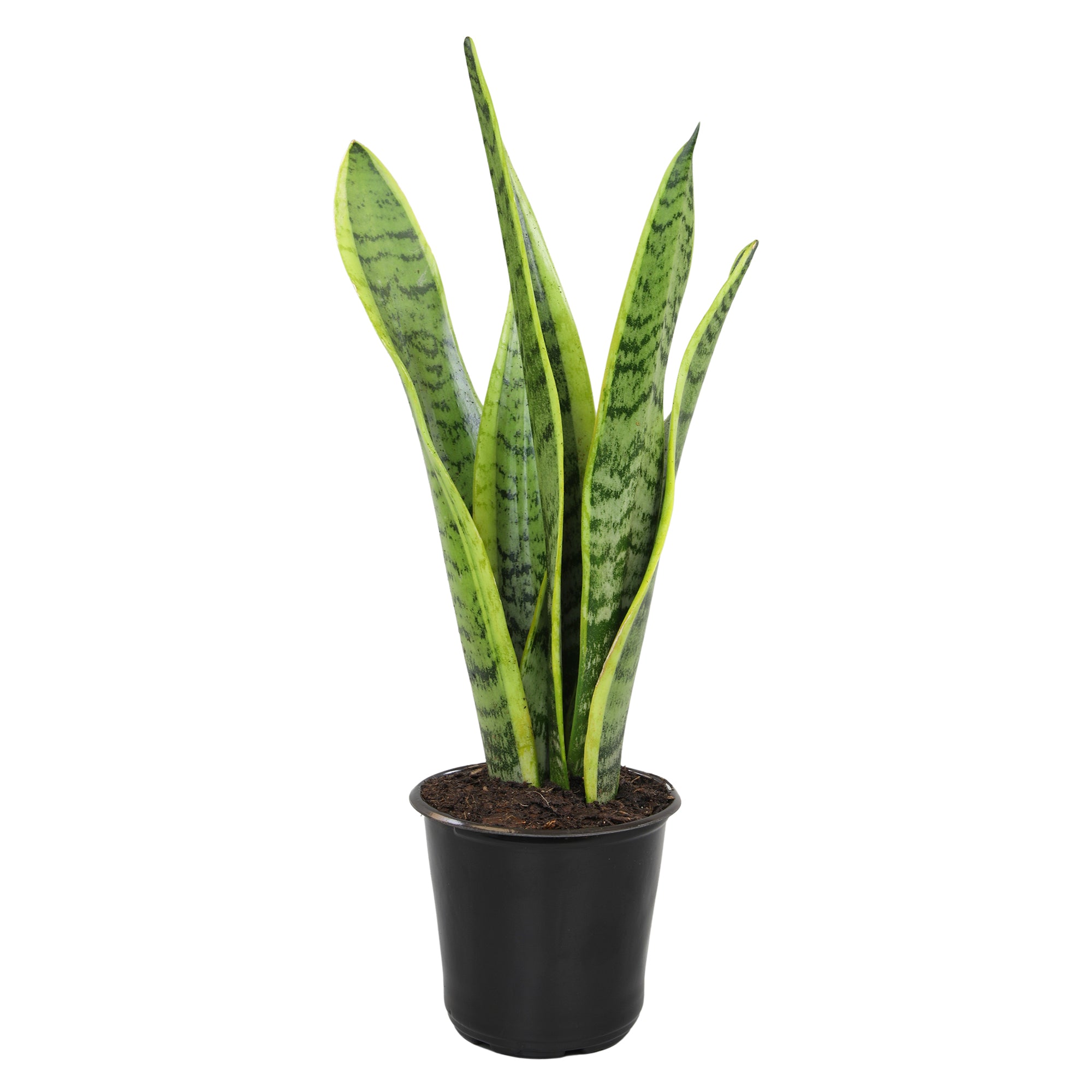 Laurentii Snake Plant: Easy Variegated Live Houseplant - (4.25” Pot) – Popular Snake Plants – Low Maintenance House Plant and Succulent for Home & Office - Great for Home or Office - Yellow & Green Plant