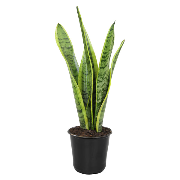 Laurentii Snake Plant: Easy Variegated Live Houseplant