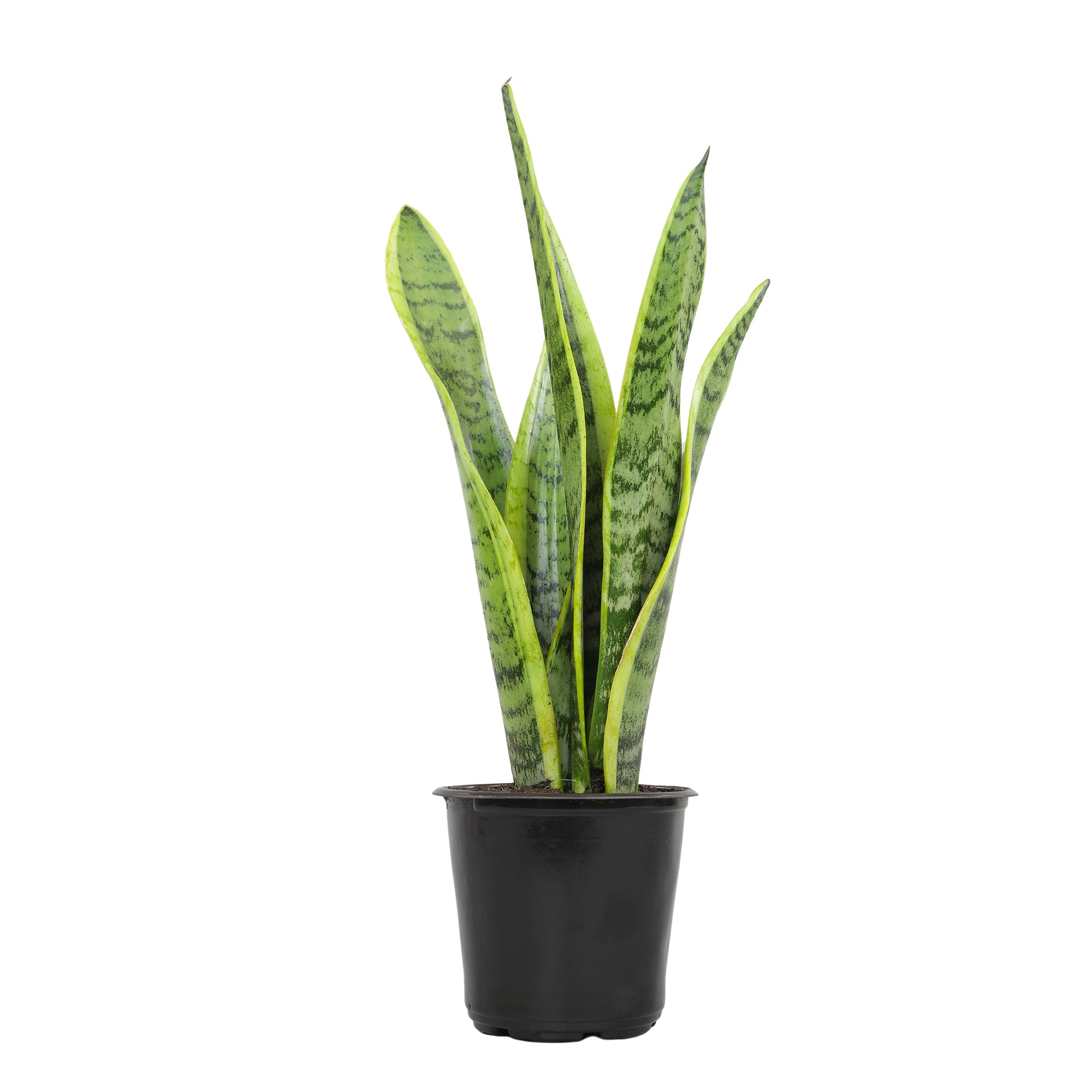 Laurentii Snake Plant: Easy Variegated Live Houseplant - (4.25” Pot) – Popular Snake Plants – Low Maintenance House Plant and Succulent for Home & Office - Great for Home or Office - Yellow & Green Plant