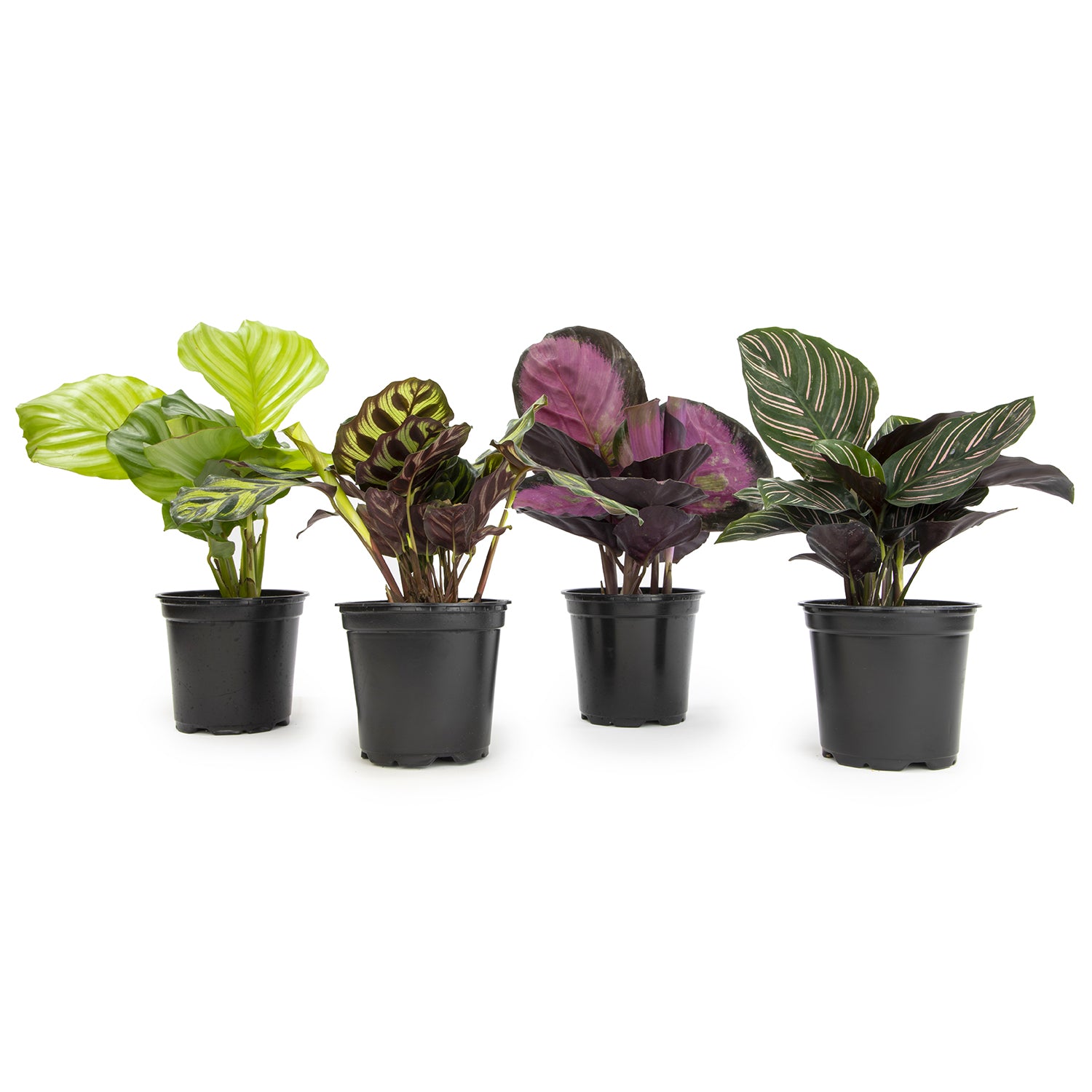 Calathea Peacock Plant 4-pack: Pet Safe Plants for Cats, Dogs & Plant Lovers - (4.25” Pots) – Makoyana - Orbifolia - Roseopicta - Rattlesnake