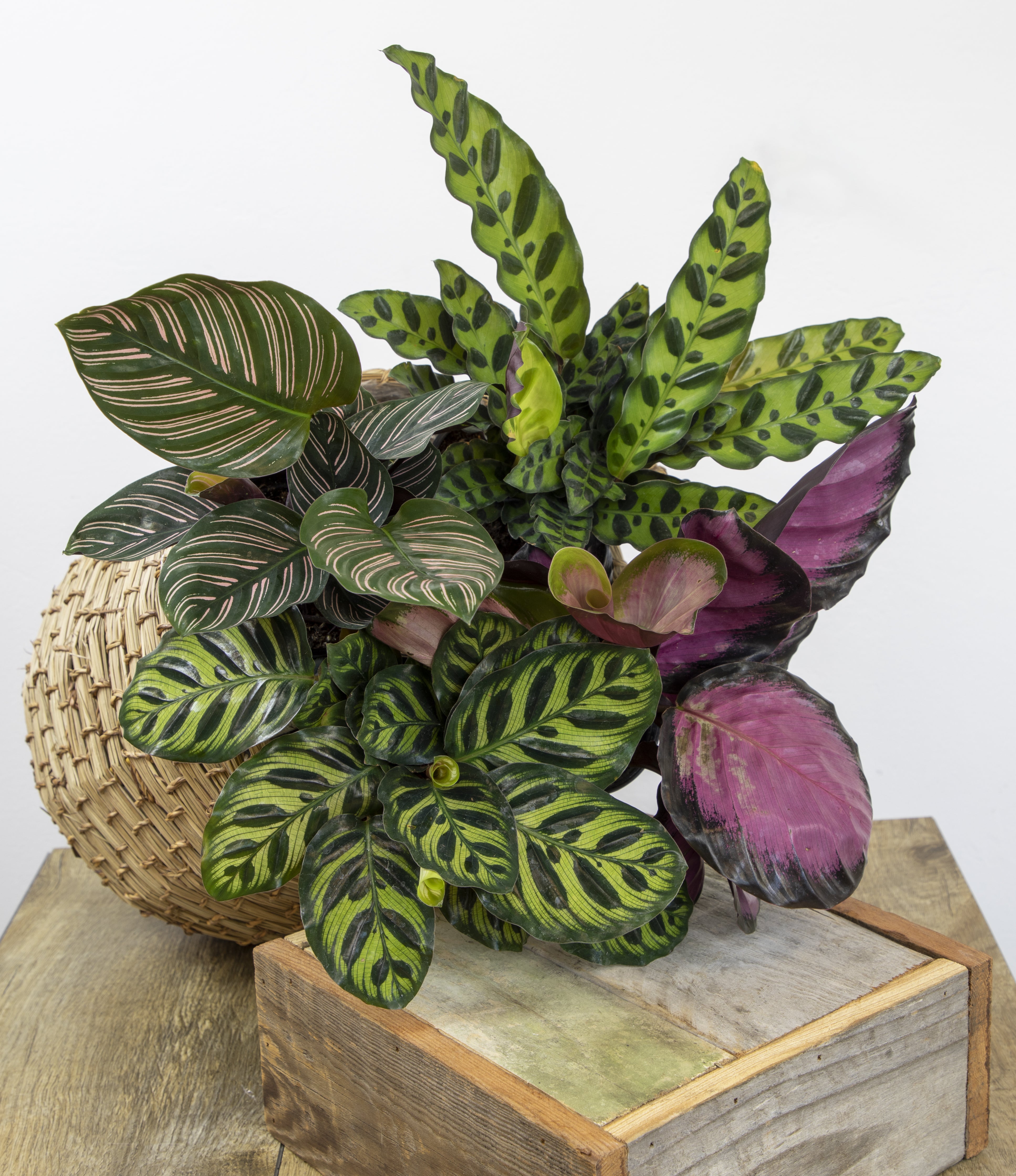 Calathea Peacock Plant 4-pack: Pet Safe Plants for Cats, Dogs & Plant Lovers - (4.25” Pots) – Makoyana - Orbifolia - Roseopicta - Rattlesnake
