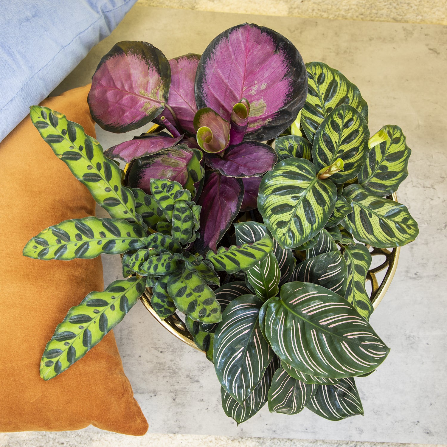 Calathea Peacock Plant 4-pack: Pet Safe Plants for Cats, Dogs & Plant Lovers - (4.25” Pots) – Makoyana - Orbifolia - Roseopicta - Rattlesnake
