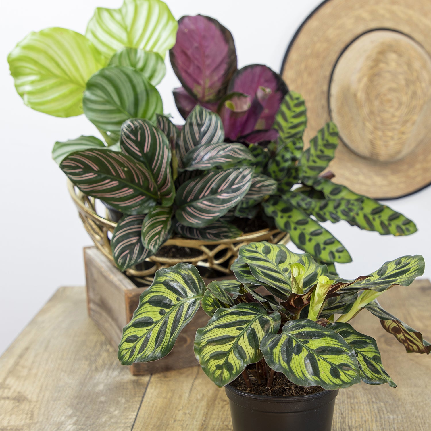 Calathea Peacock Plant 4-pack: Pet Safe Plants for Cats, Dogs & Plant Lovers - (4.25” Pots) – Makoyana - Orbifolia - Roseopicta - Rattlesnake