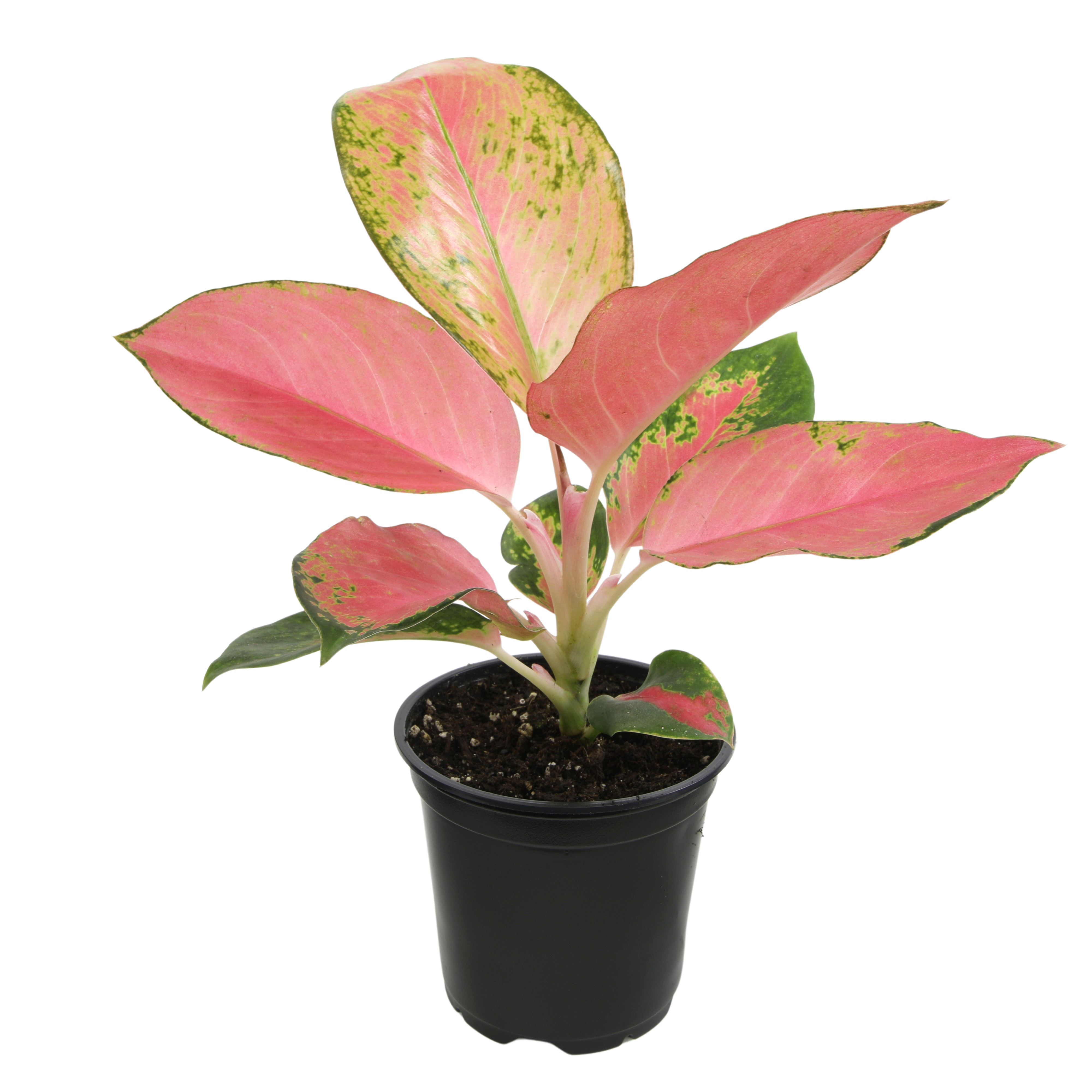 Aglaonema 'China Red': Unique Chinese Evergreen - Pink Variegated Leaves - (4.25" Pot) – Easy Plant Care - Low Light Tolerant Plants – Aglaonema Commutatum – Low Maintenance House Plants