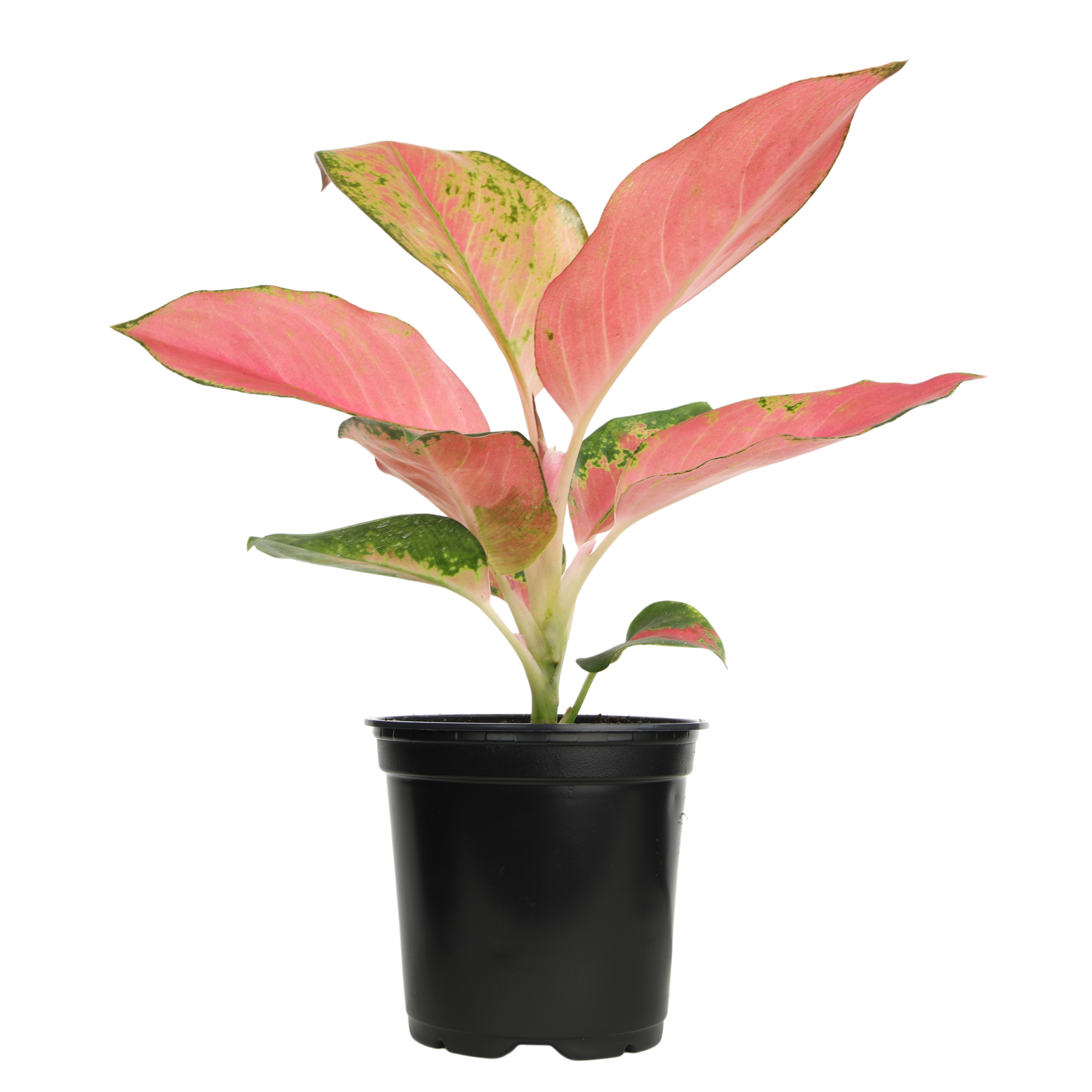 Aglaonema 'China Red': Unique Chinese Evergreen - Pink Variegated Leaves - (4.25" Pot) – Easy Plant Care - Low Light Tolerant Plants – Aglaonema Commutatum – Low Maintenance House Plants