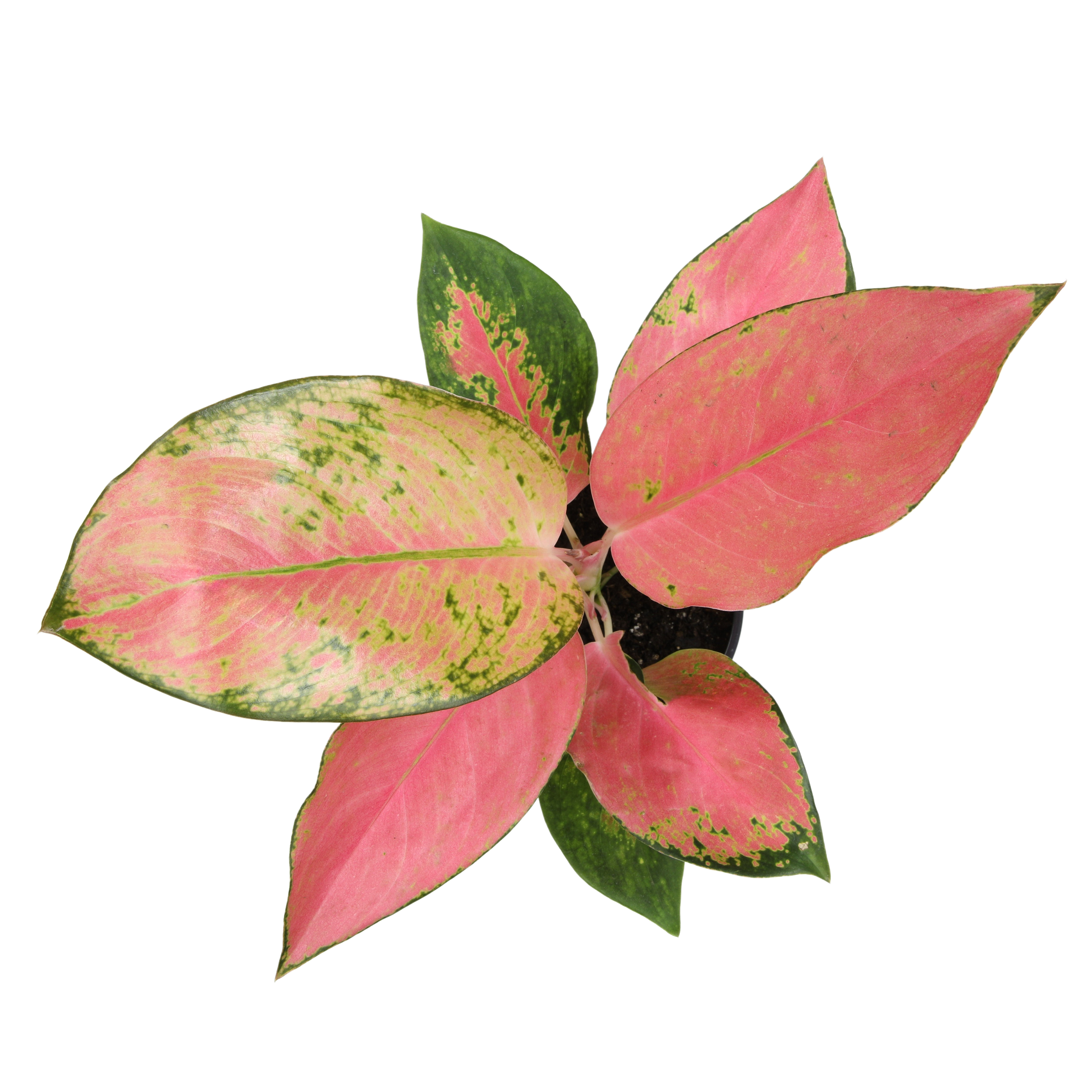 Aglaonema 'China Red': Unique Chinese Evergreen - Pink Variegated Leaves - (4.25" Pot) – Easy Plant Care - Low Light Tolerant Plants – Aglaonema Commutatum – Low Maintenance House Plants