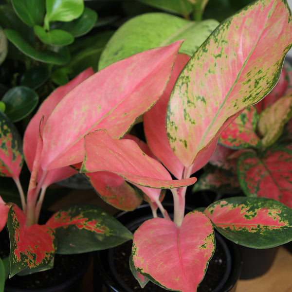 Aglaonema 'China Red': Unique Chinese Evergreen - Pink Variegated Leav –  Altman Plants
