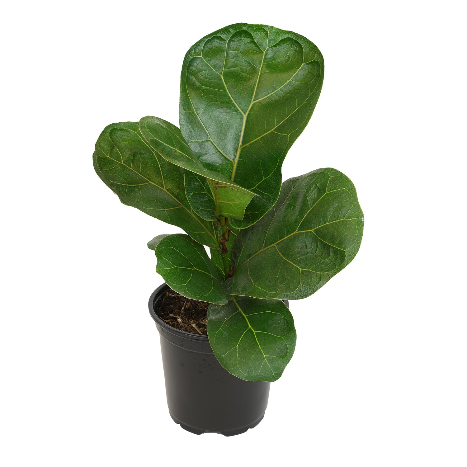 Fiddle Leaf Fig: Popular Plant with Large Rounded Leaves - Ficus Tree Plants - (4.25" Pot) – Ficus Lyrata – House Plants - Indoor Tree for Home or Office